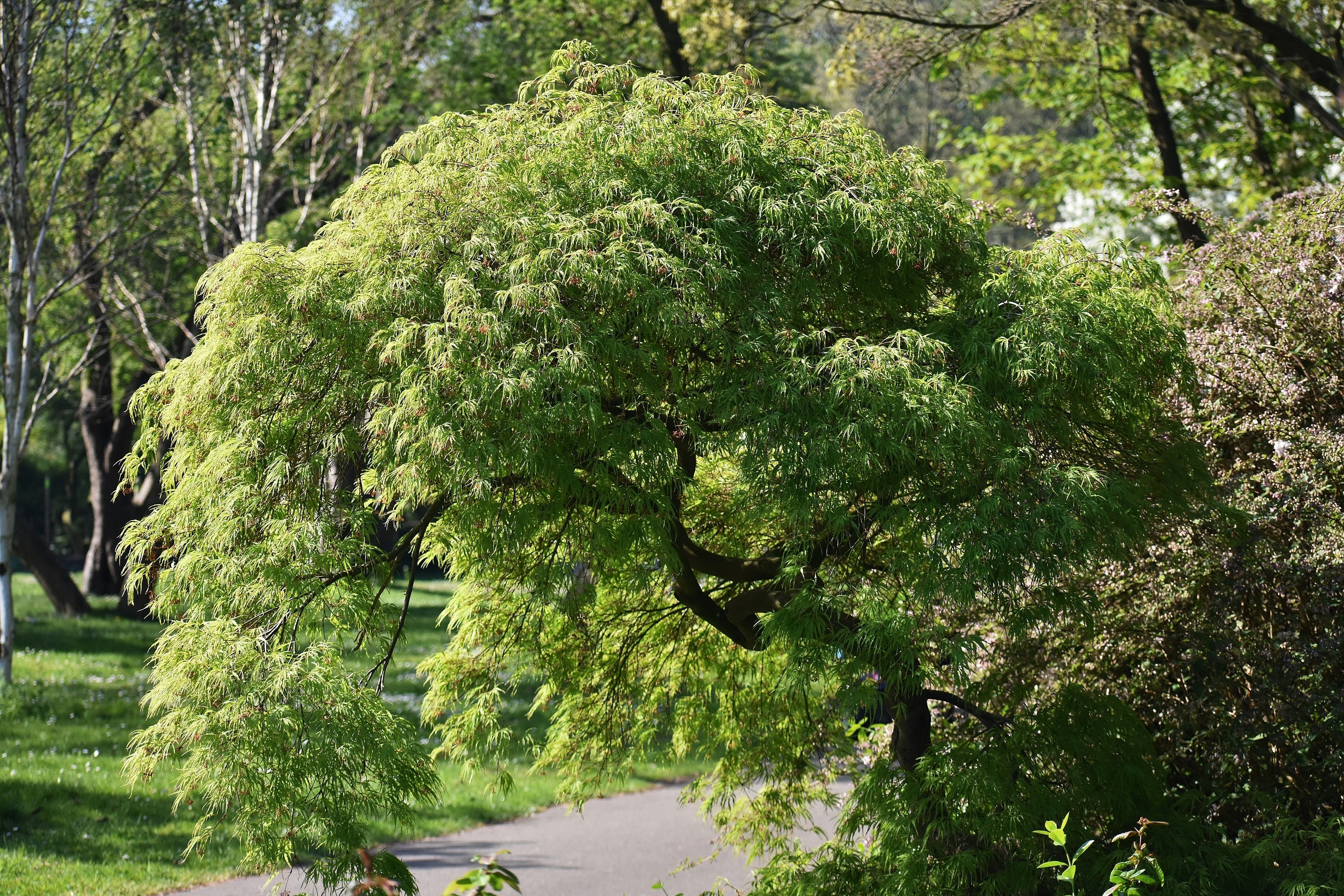 10 Upright GREEN LACELEAF MAPLE Japanese Seiryu Acer Palmatum Dissectum Viridis Tree Seeds - Image 9