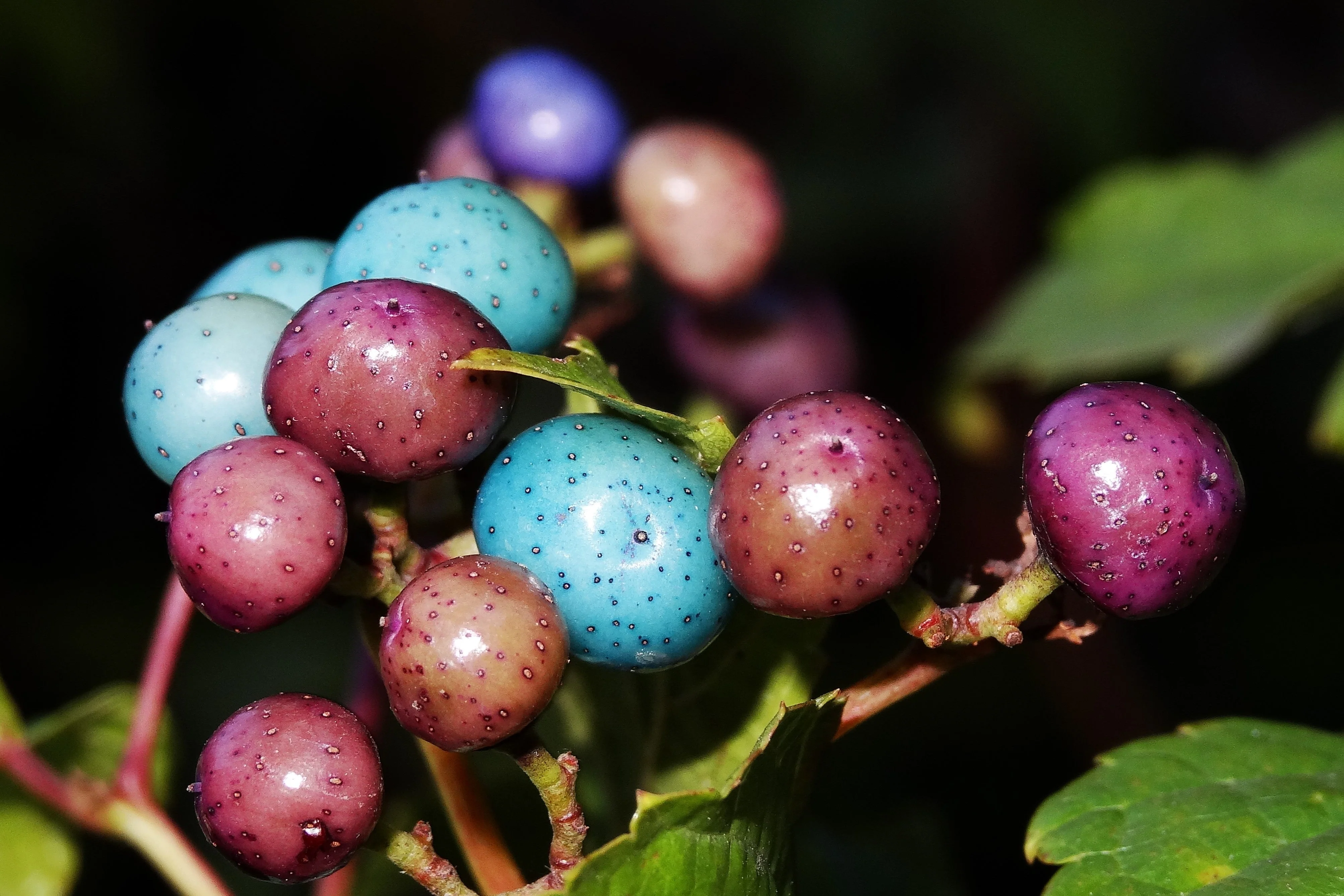 10 Variegated PORCELAIN BERRY VINE Ampelopsis Brevipedunculata Elegans Ampelopsis Glandulosa Amur Peppervine Blue Pink Purple Berries Seeds - Image 3