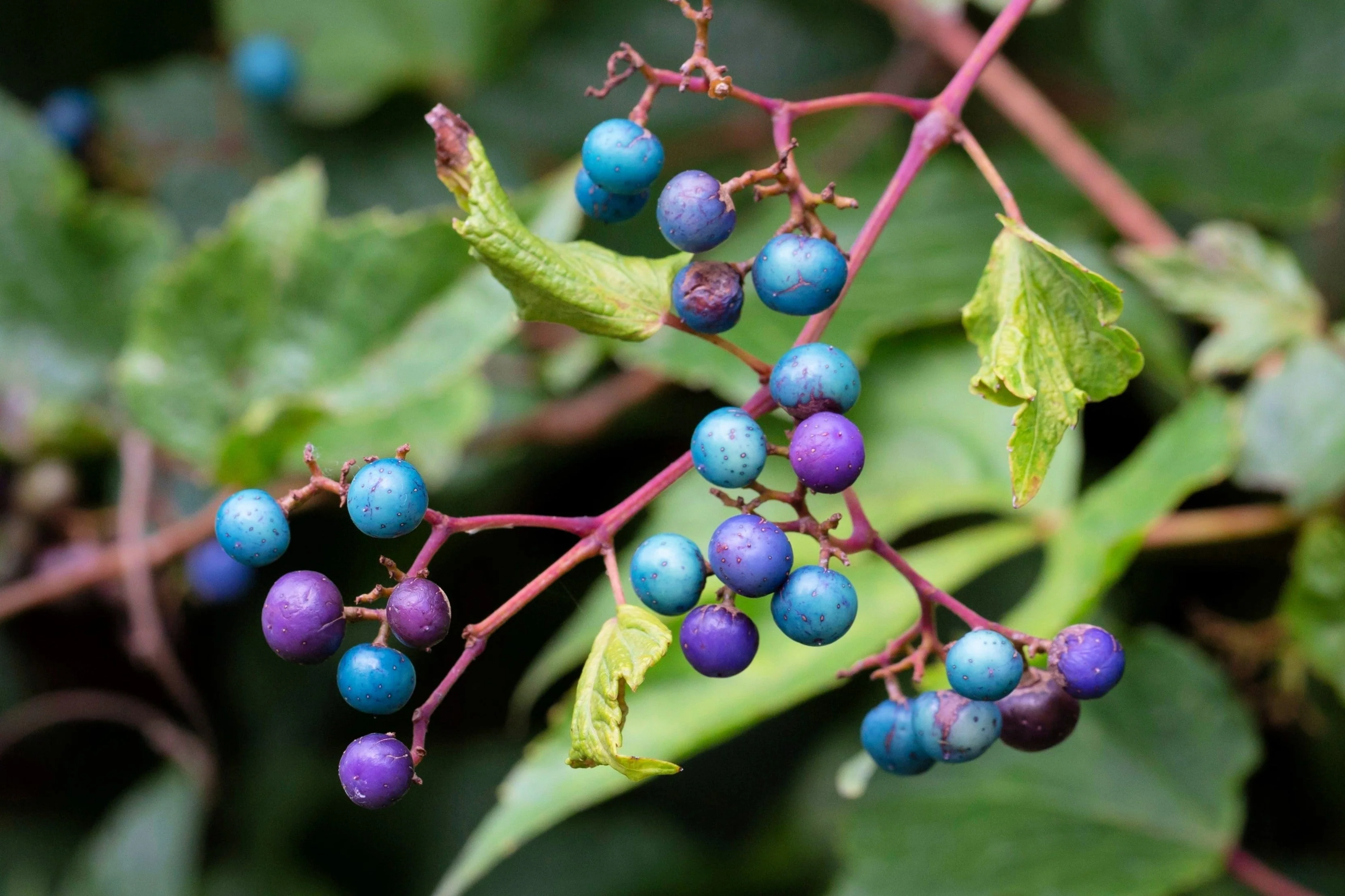 10 Variegated PORCELAIN BERRY VINE Ampelopsis Brevipedunculata Elegans Ampelopsis Glandulosa Amur Peppervine Blue Pink Purple Berries Seeds - Image 4