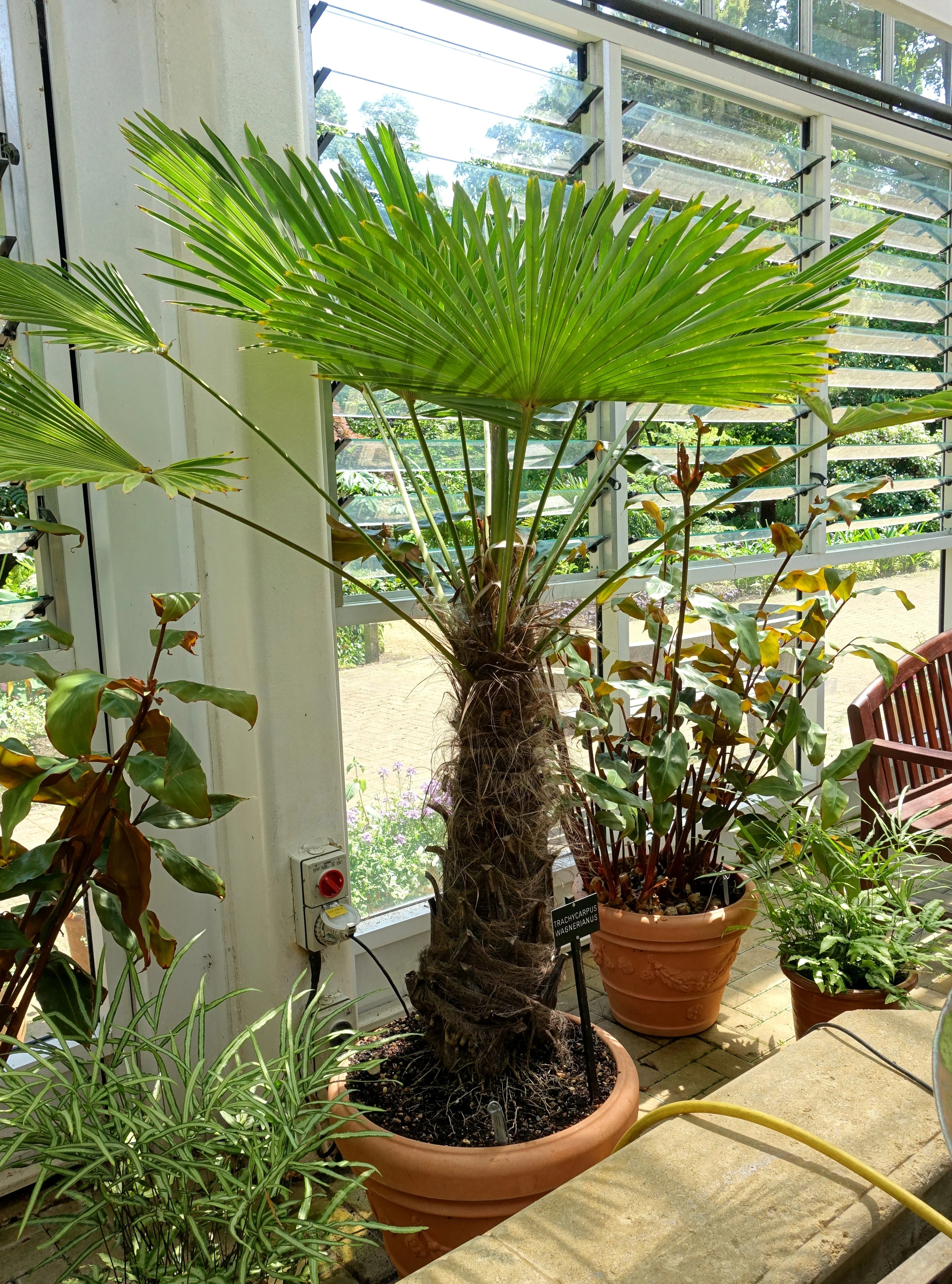 10 WAGNER WINDMILL PALM Dwarf Chusa Trachycarpus Fortunei Wagnerianus Tree Houseplant Seeds - Image 10