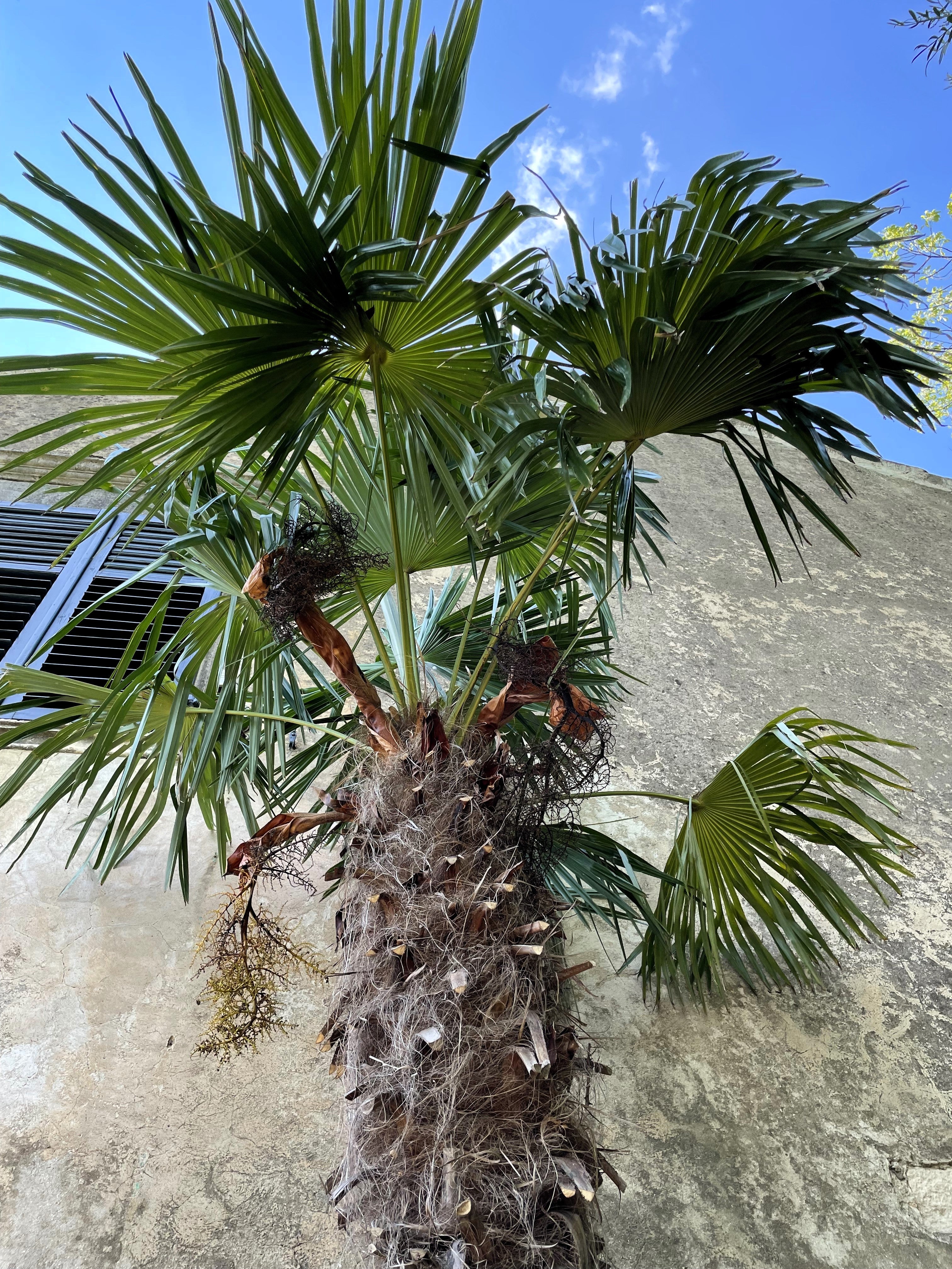 10 WAGNER WINDMILL PALM Dwarf Chusa Trachycarpus Fortunei Wagnerianus Tree Houseplant Seeds - Image 11