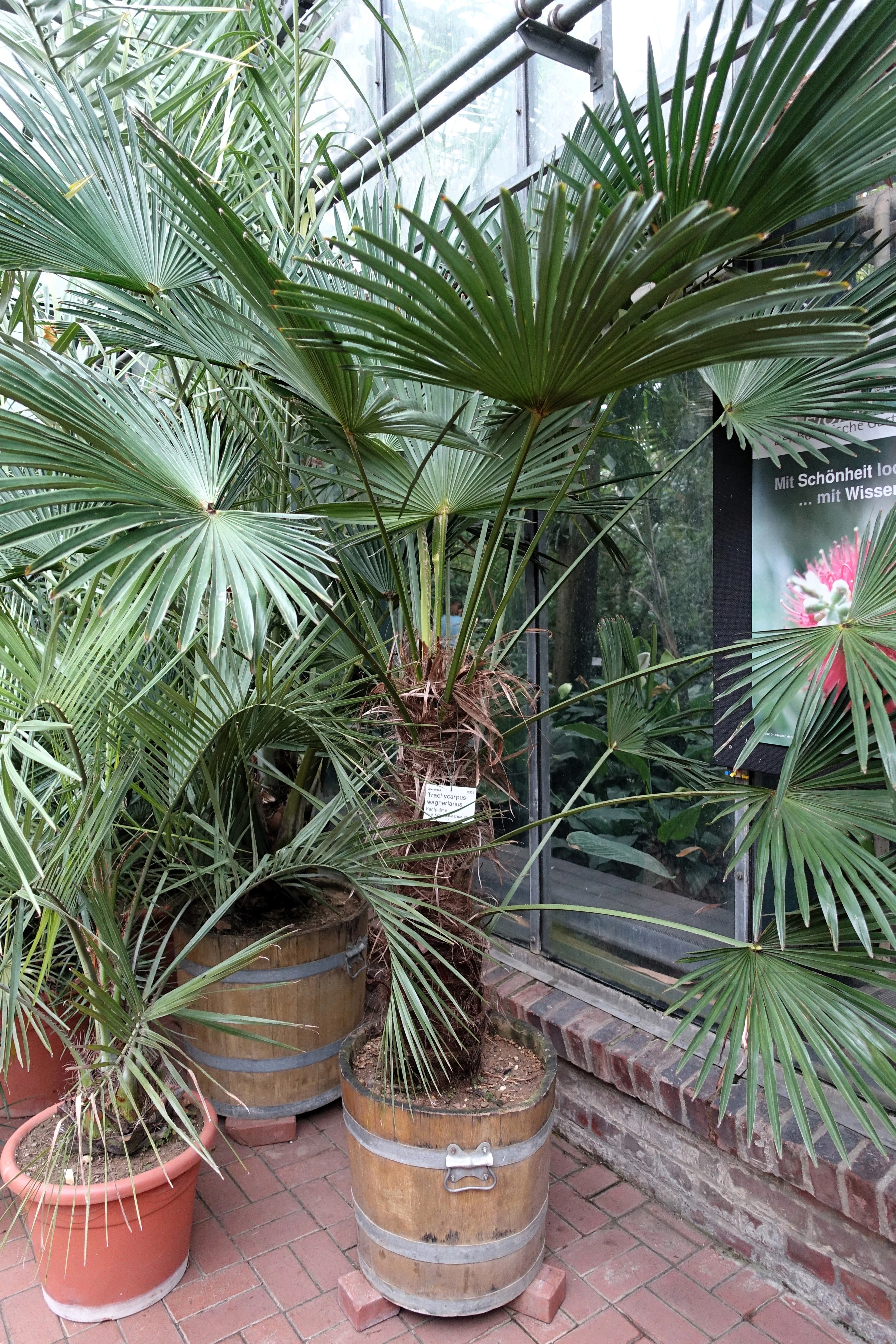 10 WAGNER WINDMILL PALM Dwarf Chusa Trachycarpus Fortunei Wagnerianus Tree Houseplant Seeds - Image 12