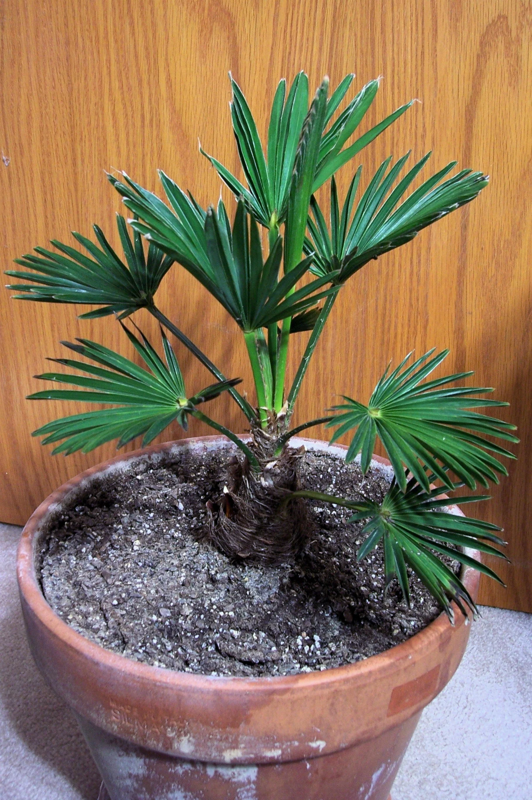 10 WAGNER WINDMILL PALM Dwarf Chusa Trachycarpus Fortunei Wagnerianus Tree Houseplant Seeds - Image 13