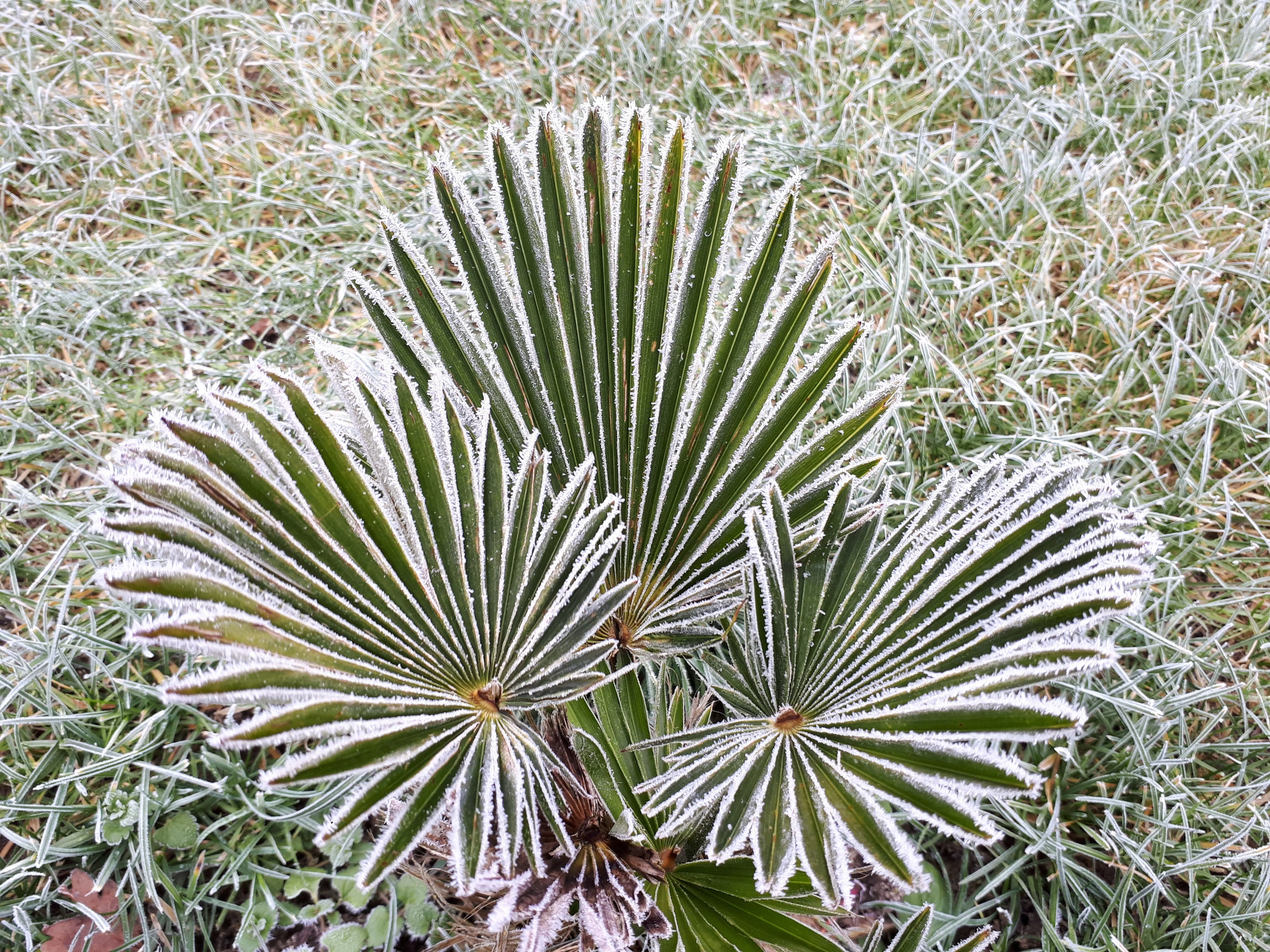 10 WAGNER WINDMILL PALM Dwarf Chusa Trachycarpus Fortunei Wagnerianus Tree Houseplant Seeds - Image 14