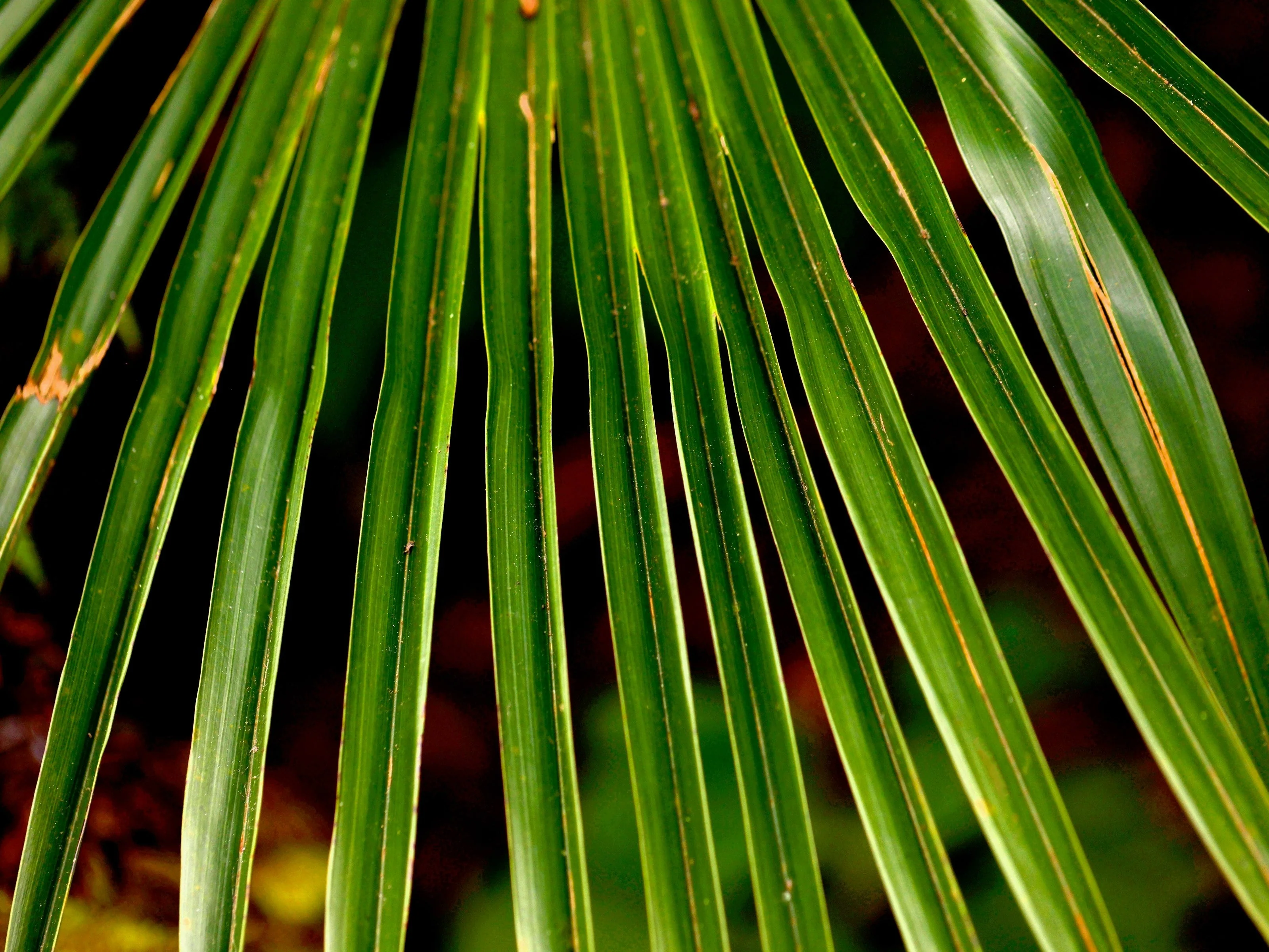 10 WAGNER WINDMILL PALM Dwarf Chusa Trachycarpus Fortunei Wagnerianus Tree Houseplant Seeds - Image 15