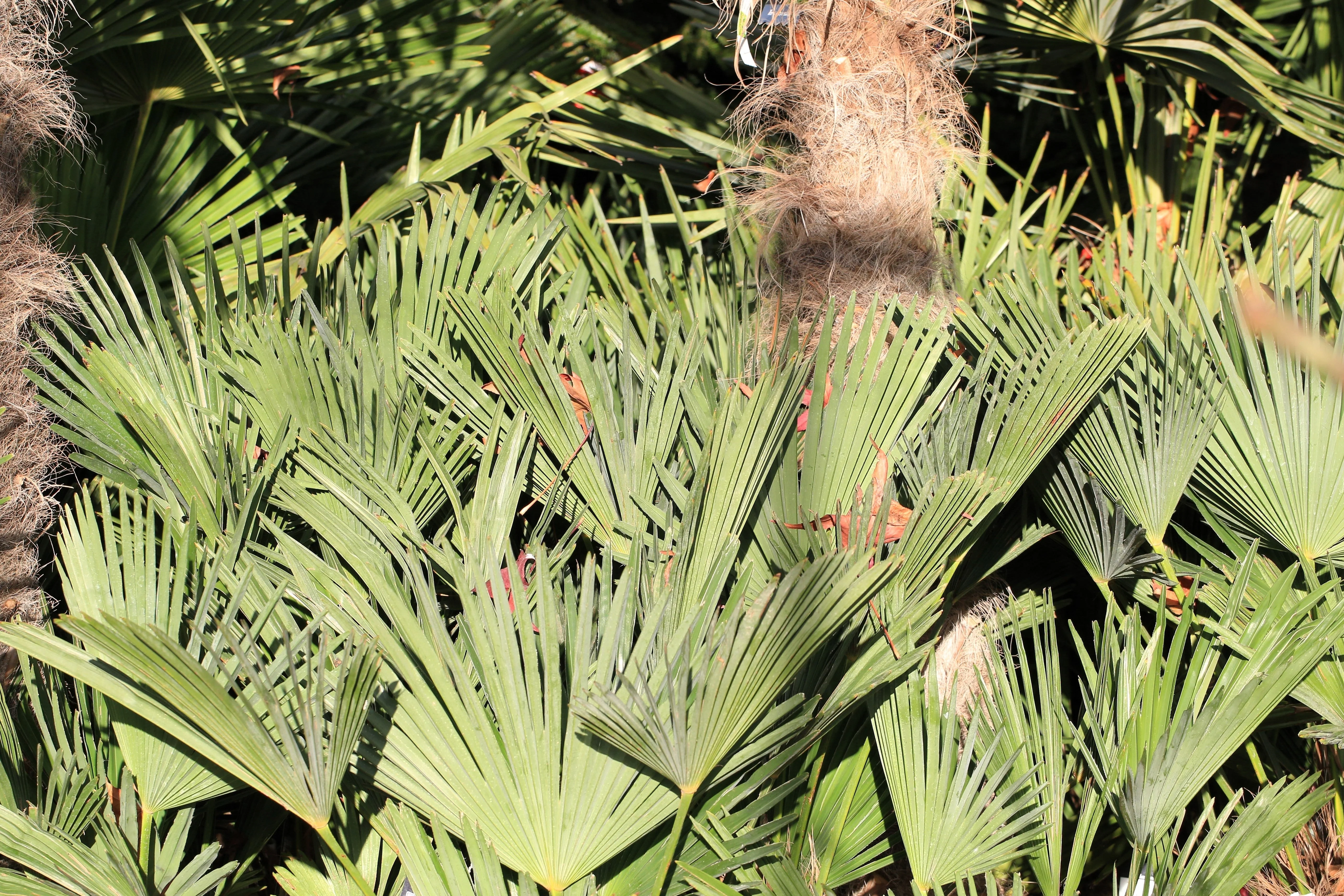 10 WAGNER WINDMILL PALM Dwarf Chusa Trachycarpus Fortunei Wagnerianus Tree Houseplant Seeds - Image 16