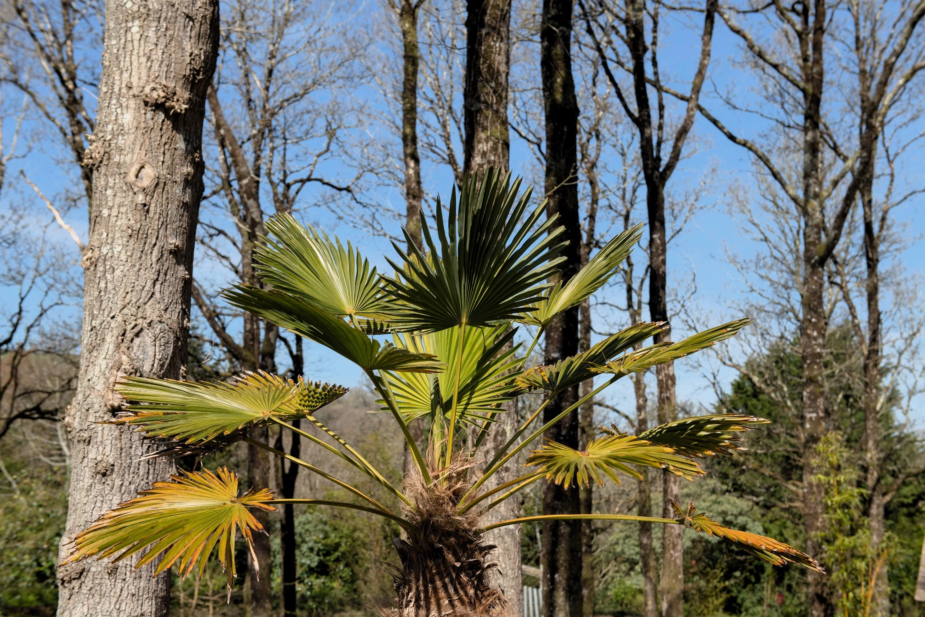 10 WAGNER WINDMILL PALM Dwarf Chusa Trachycarpus Fortunei Wagnerianus Tree Houseplant Seeds - Image 17