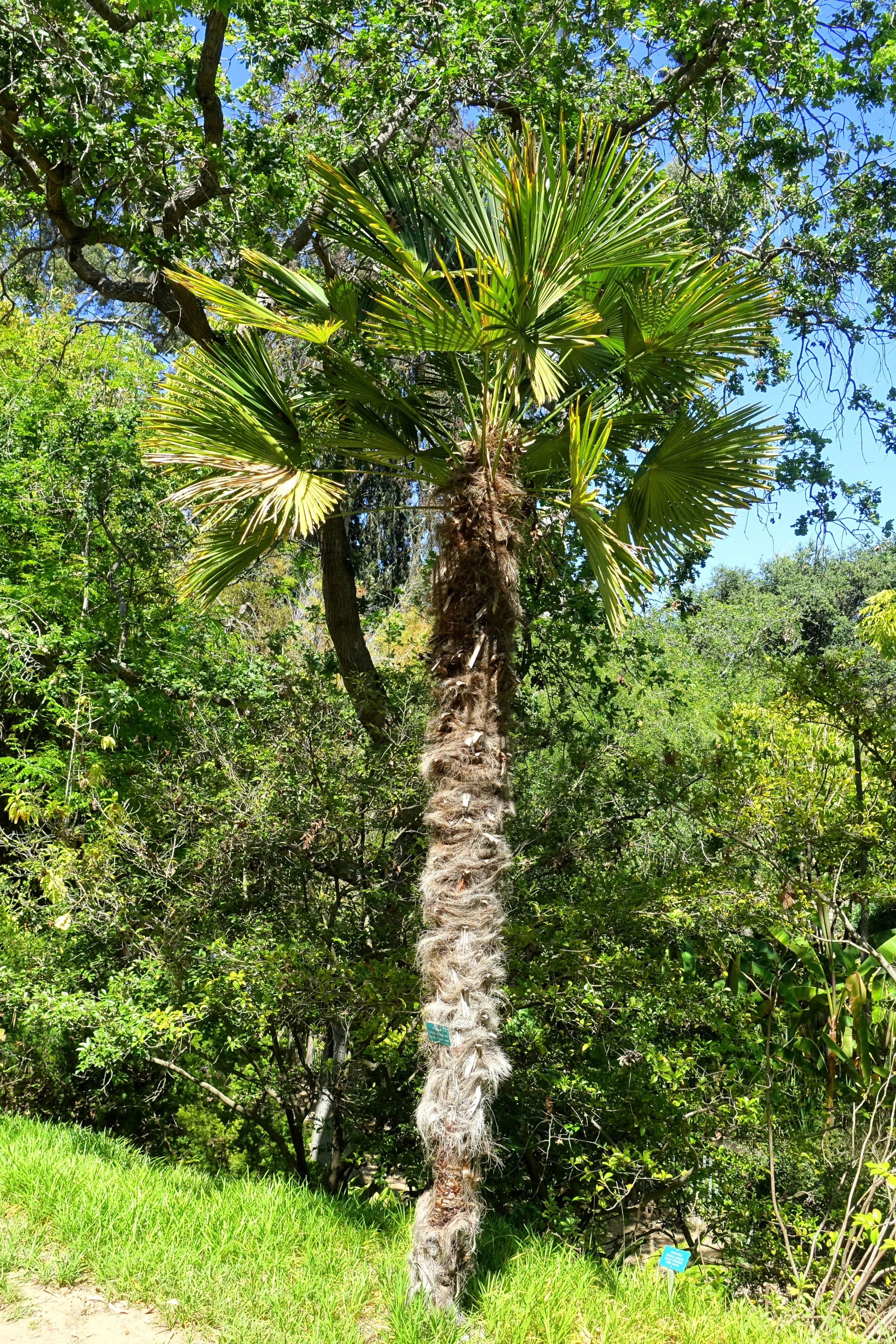 10 WAGNER WINDMILL PALM Dwarf Chusa Trachycarpus Fortunei Wagnerianus Tree Houseplant Seeds - Image 18