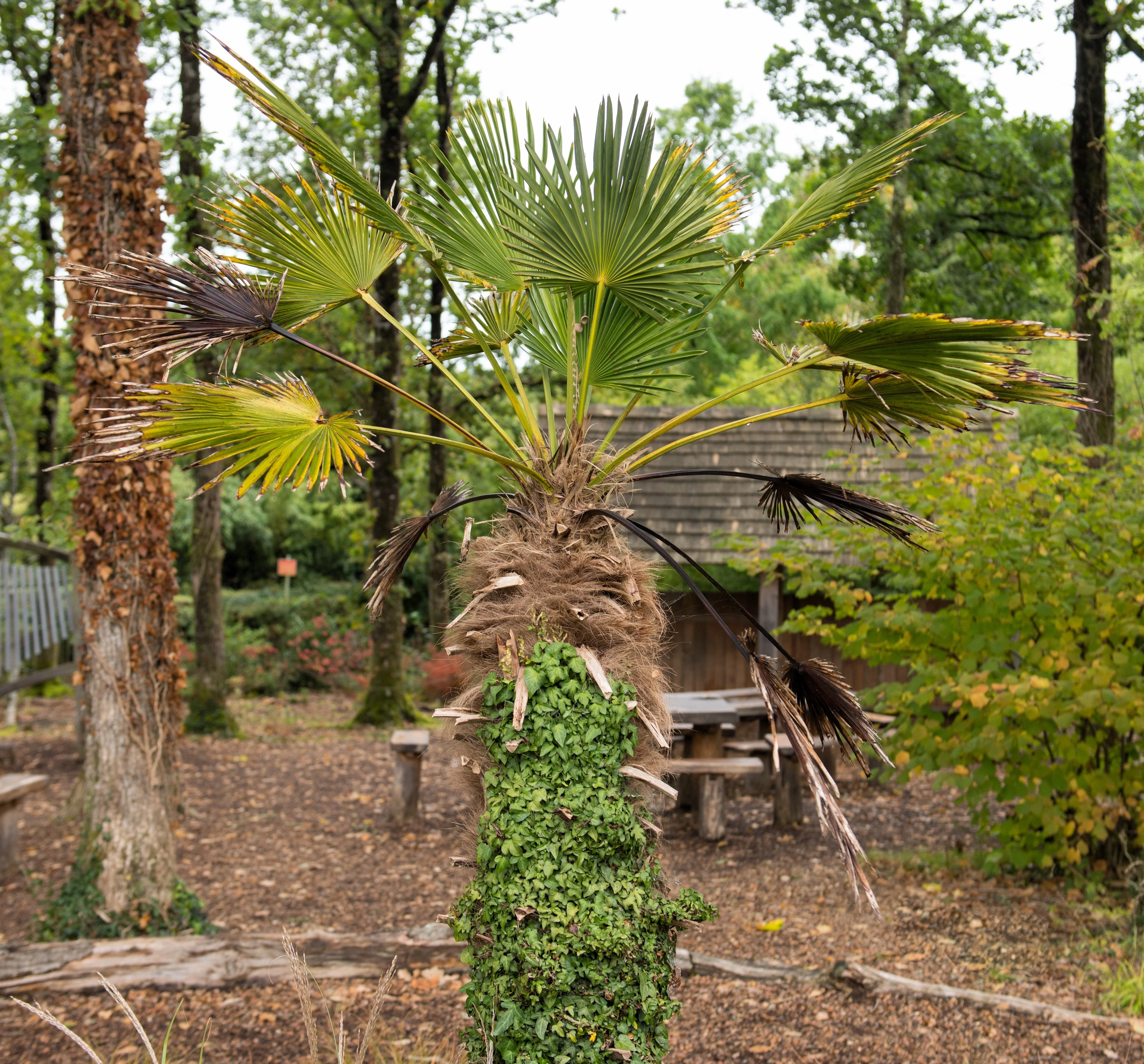 10 WAGNER WINDMILL PALM Dwarf Chusa Trachycarpus Fortunei Wagnerianus Tree Houseplant Seeds - Image 19