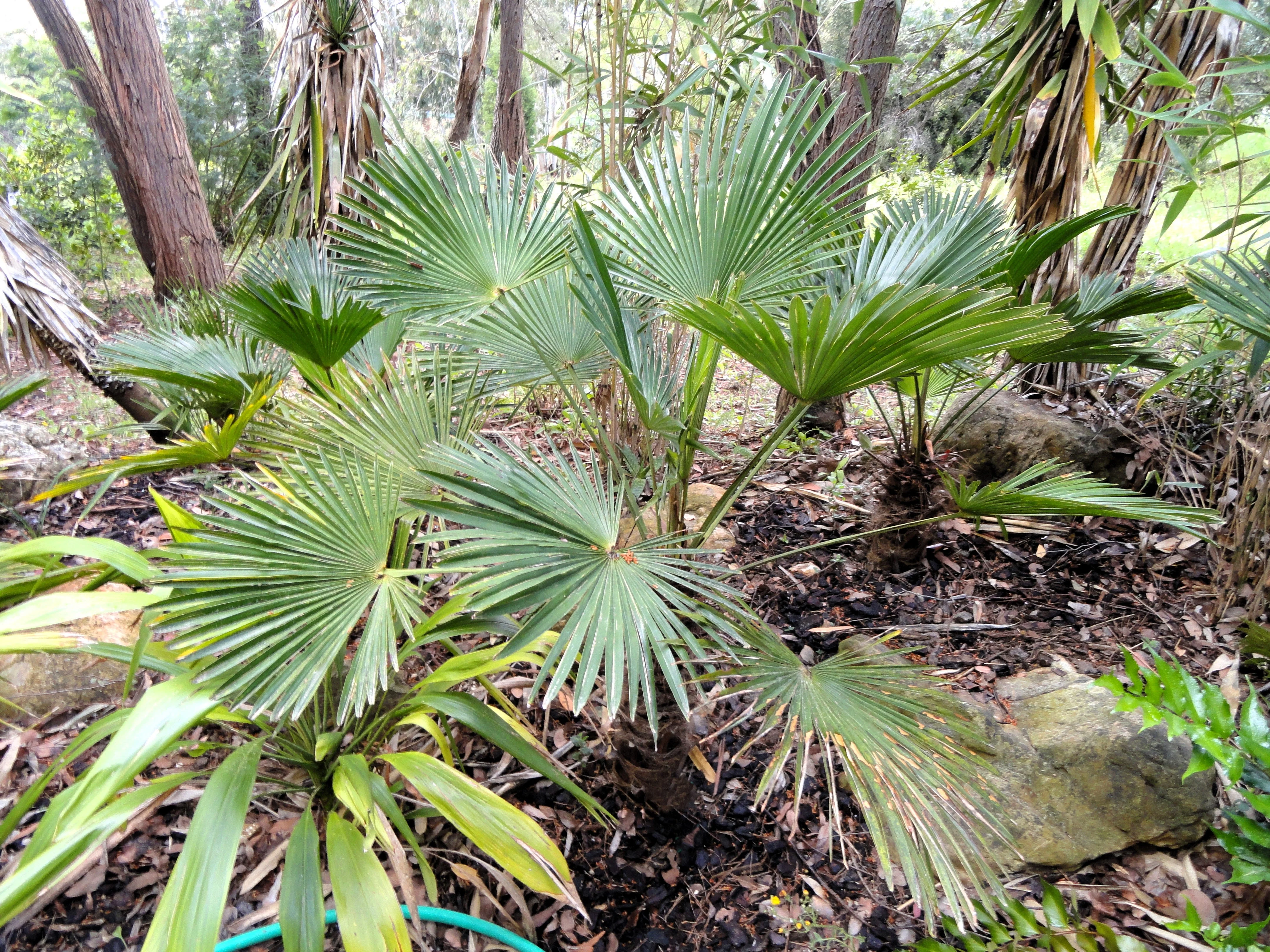 10 WAGNER WINDMILL PALM Dwarf Chusa Trachycarpus Fortunei Wagnerianus Tree Houseplant Seeds - Image 8