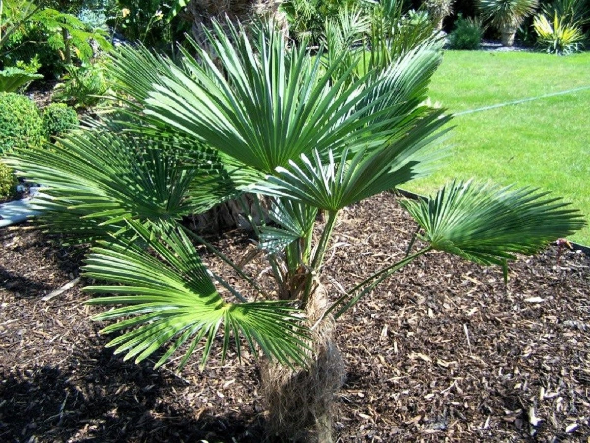 10 WAGNER WINDMILL PALM Dwarf Chusa Trachycarpus Fortunei Wagnerianus Tree Houseplant Seeds - Image 9