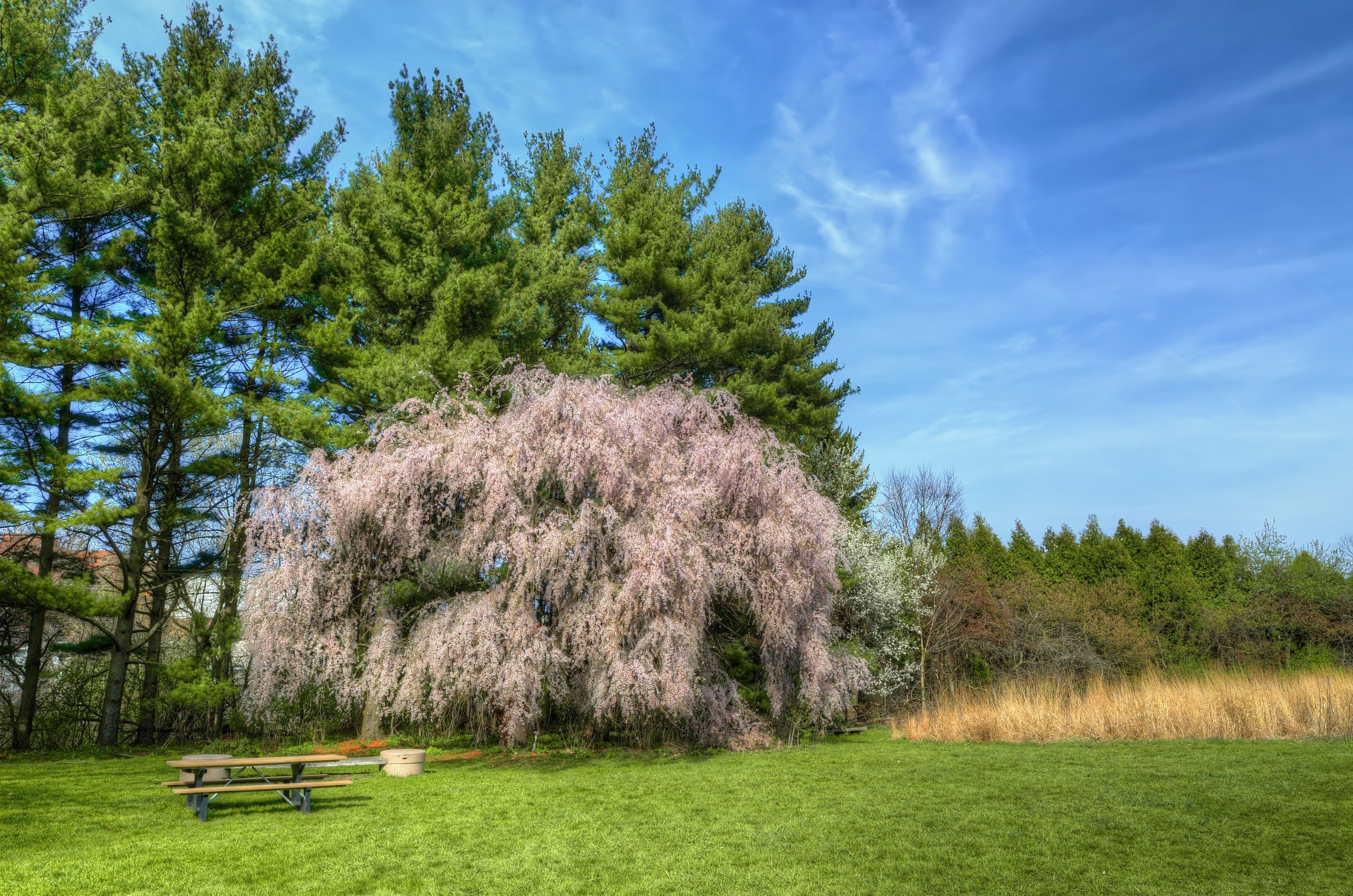 10 WEEPING HIGAN CHERRY Tree Japanese Prunus Subhirtella Pendula Pink Flower Seeds - Image 10