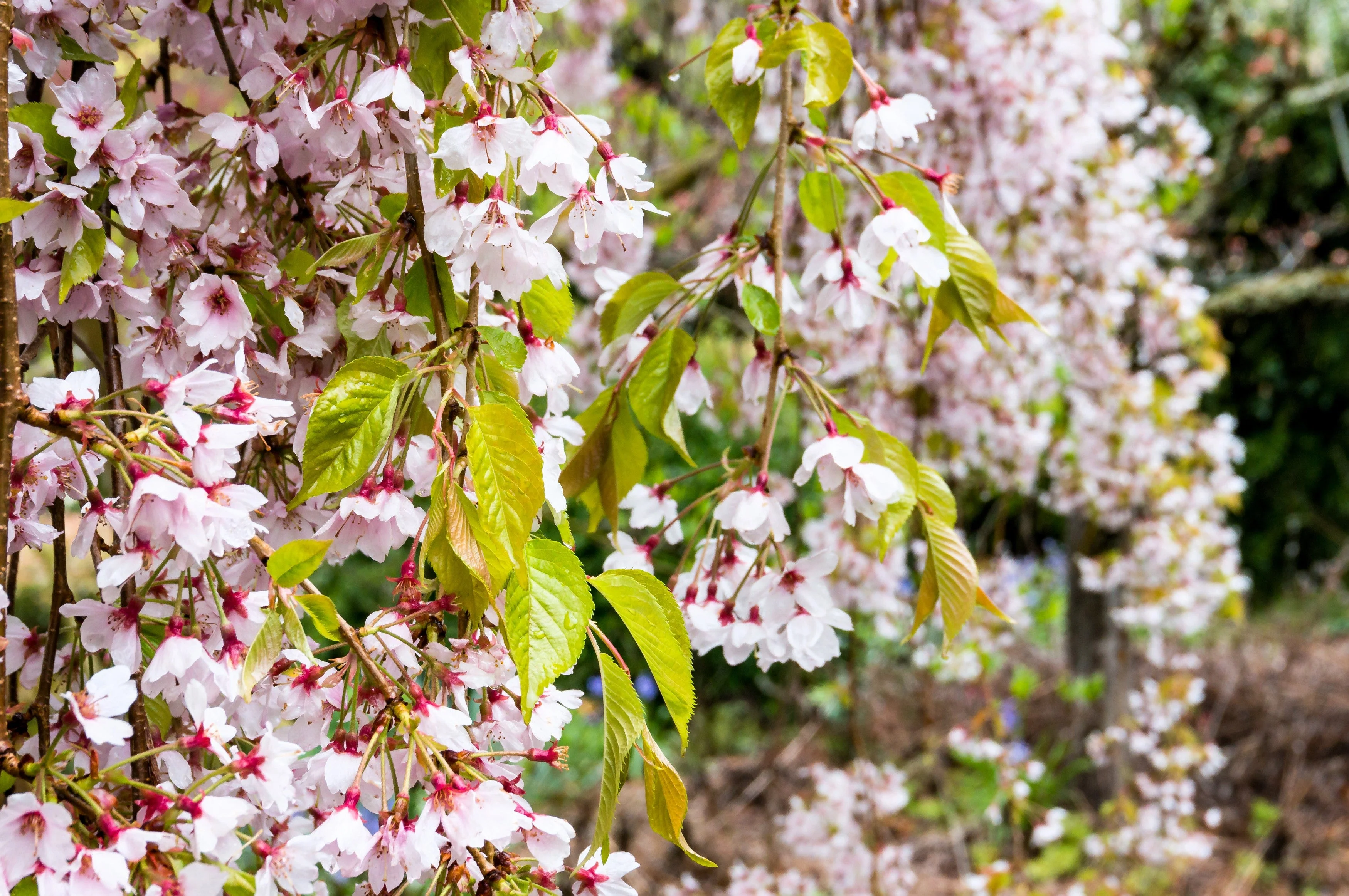 10 WEEPING HIGAN CHERRY Tree Japanese Prunus Subhirtella Pendula Pink Flower Seeds - Image 2