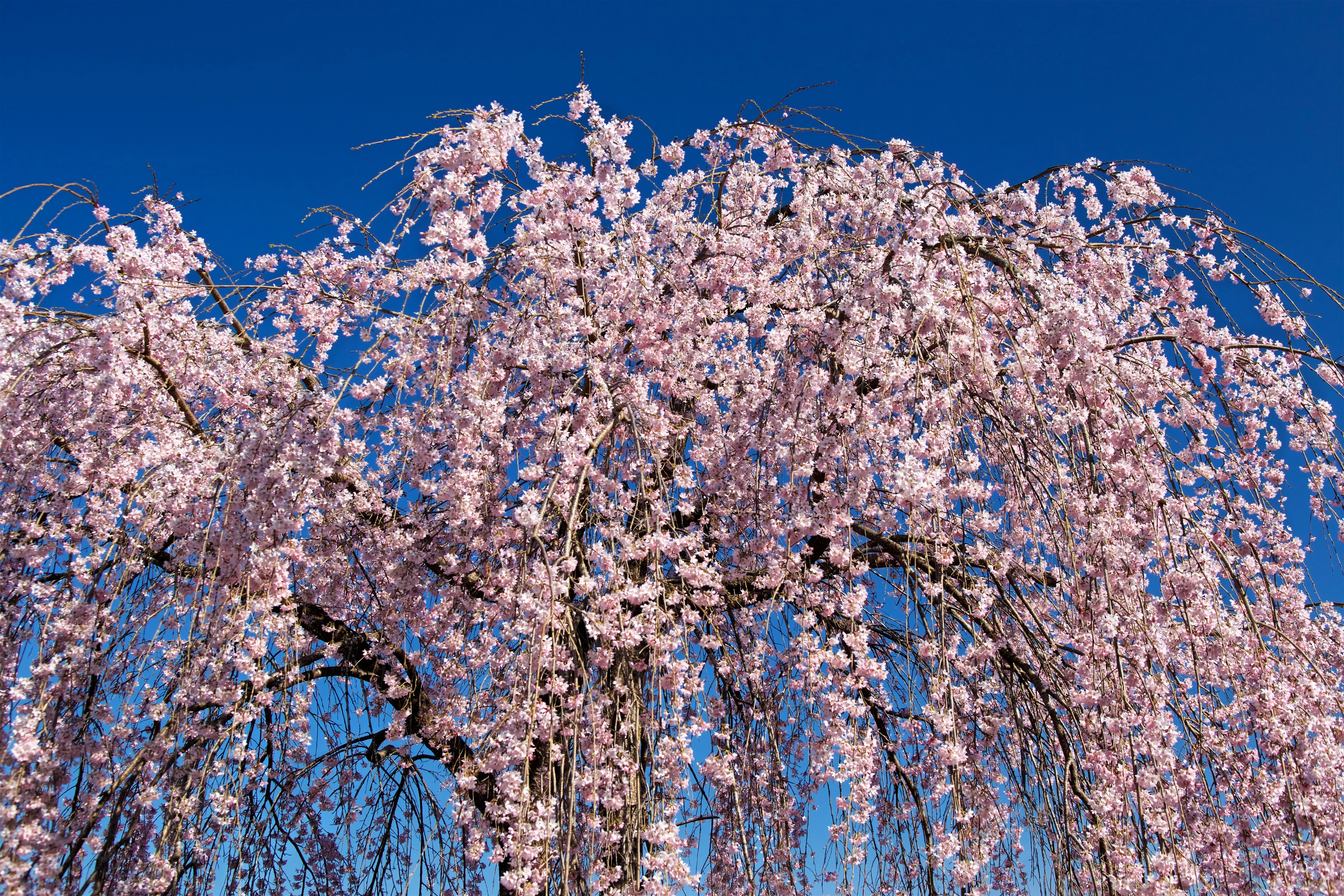 10 WEEPING HIGAN CHERRY Tree Japanese Prunus Subhirtella Pendula Pink Flower Seeds - Image 3