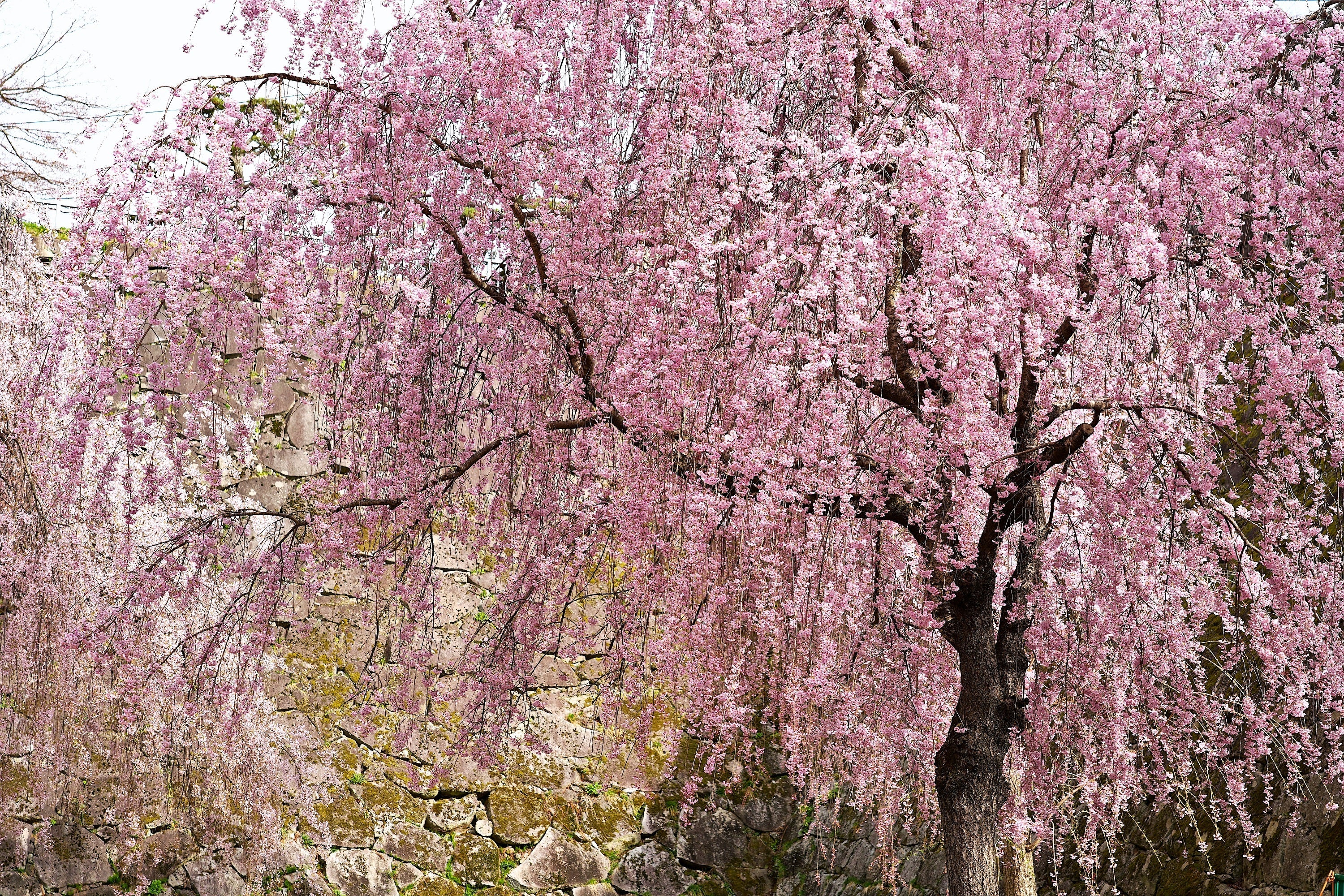 10 WEEPING HIGAN CHERRY Tree Japanese Prunus Subhirtella Pendula Pink Flower Seeds - Image 4