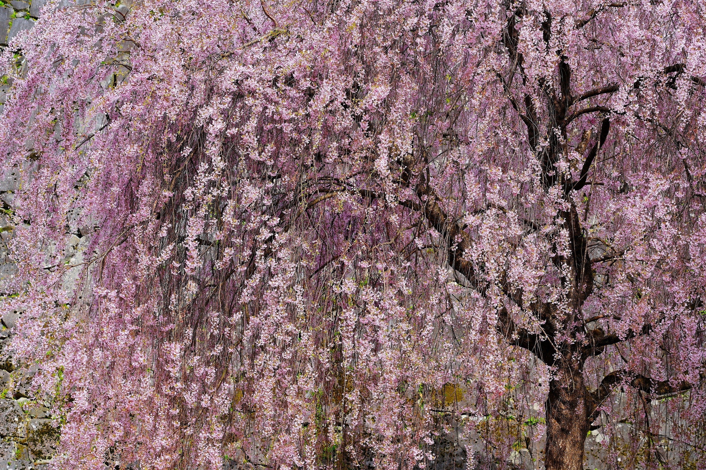 10 WEEPING HIGAN CHERRY Tree Japanese Prunus Subhirtella Pendula Pink Flower Seeds - Image 5