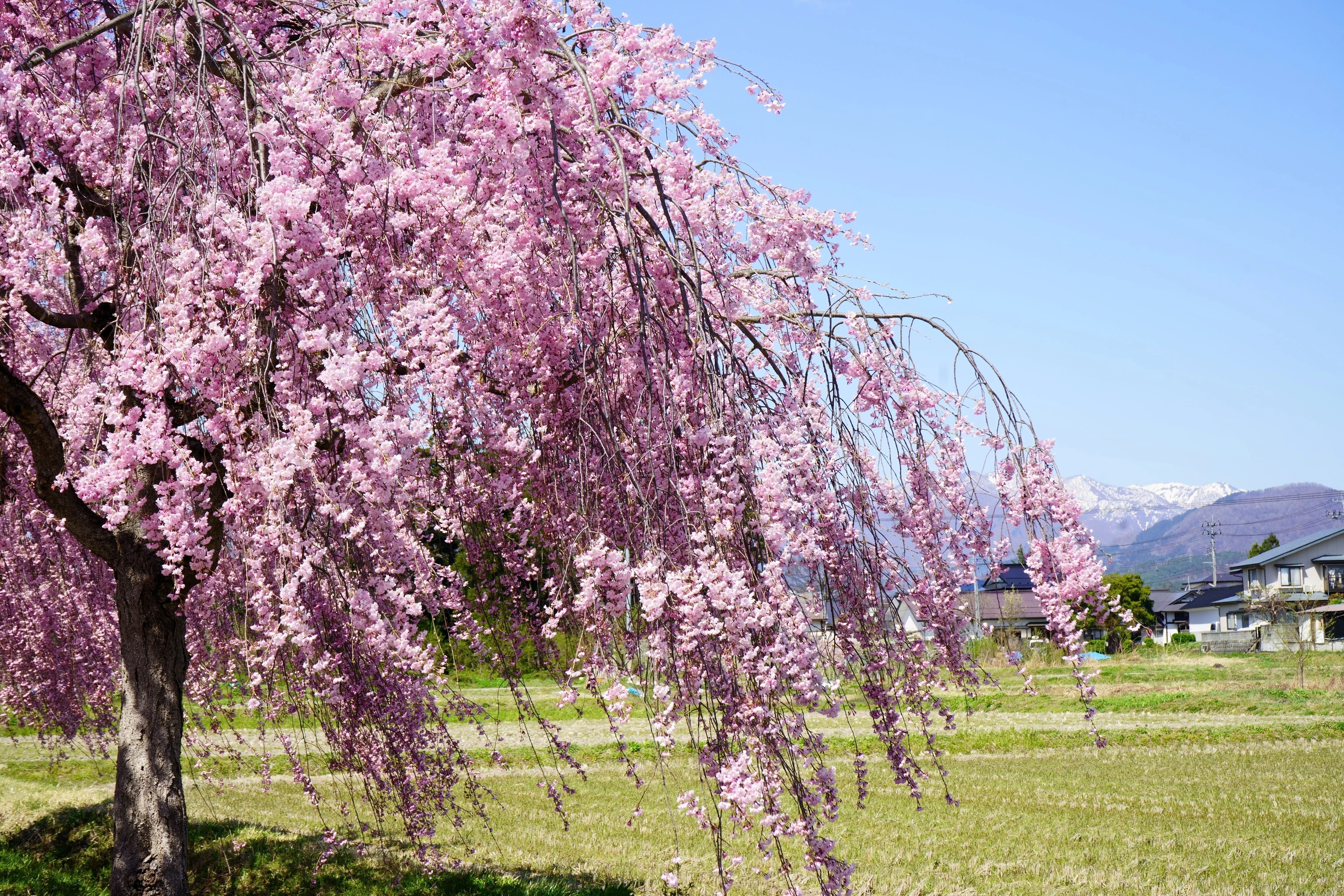 10 WEEPING HIGAN CHERRY Tree Japanese Prunus Subhirtella Pendula Pink Flower Seeds - Image 6