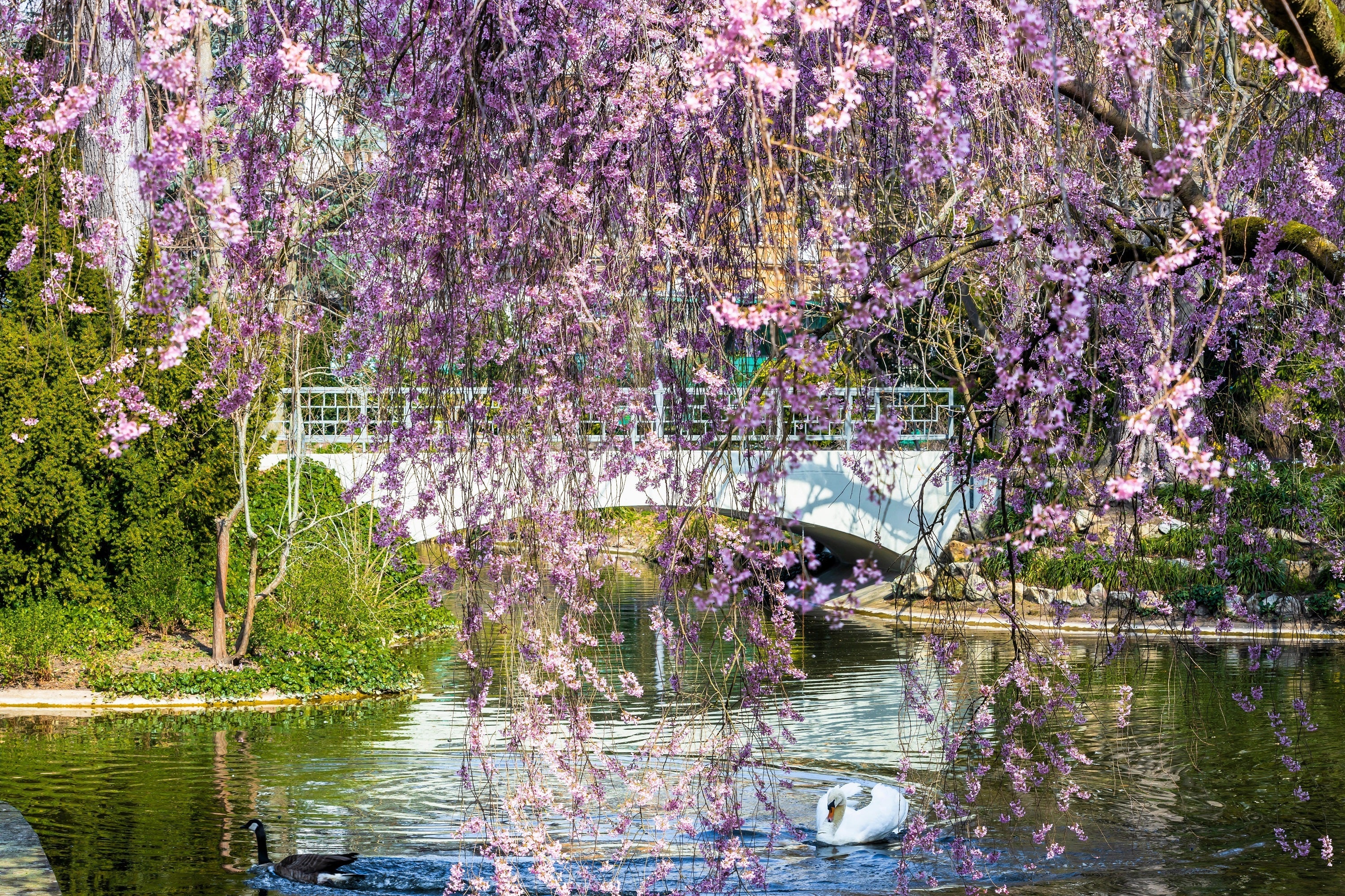 10 WEEPING HIGAN CHERRY Tree Japanese Prunus Subhirtella Pendula Pink Flower Seeds - Image 7