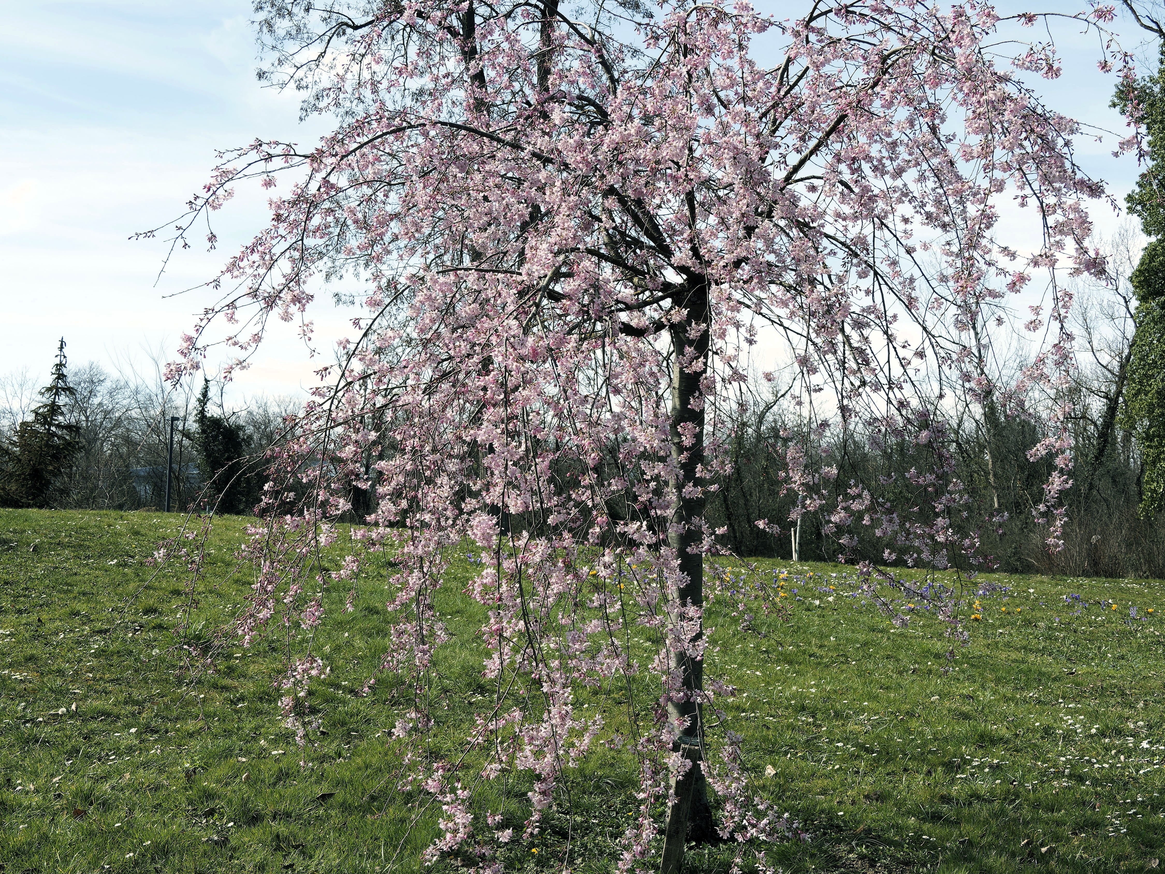 10 WEEPING HIGAN CHERRY Tree Japanese Prunus Subhirtella Pendula Pink Flower Seeds - Image 8
