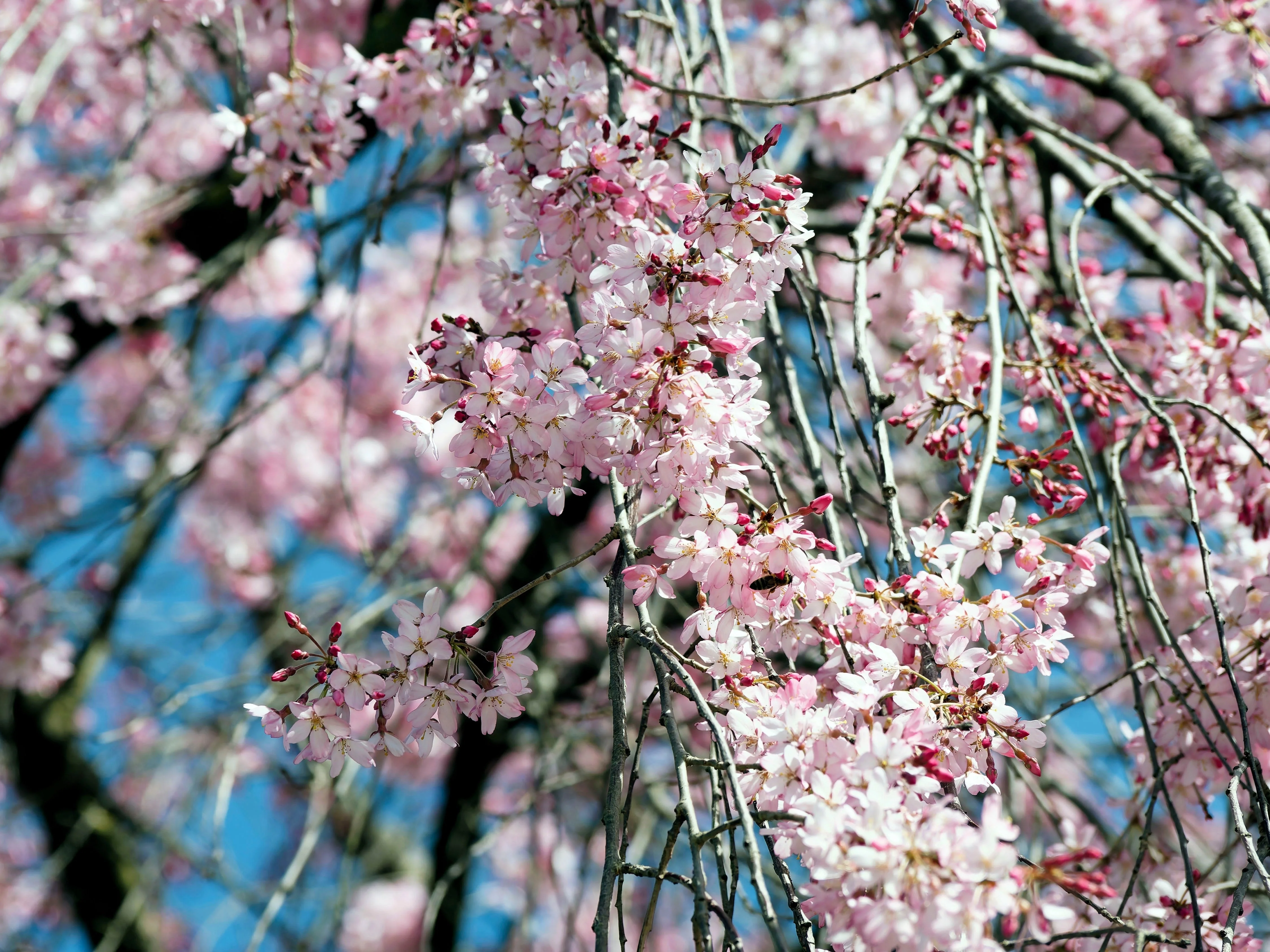 10 WEEPING HIGAN CHERRY Tree Japanese Prunus Subhirtella Pendula Pink Flower Seeds - Image 9