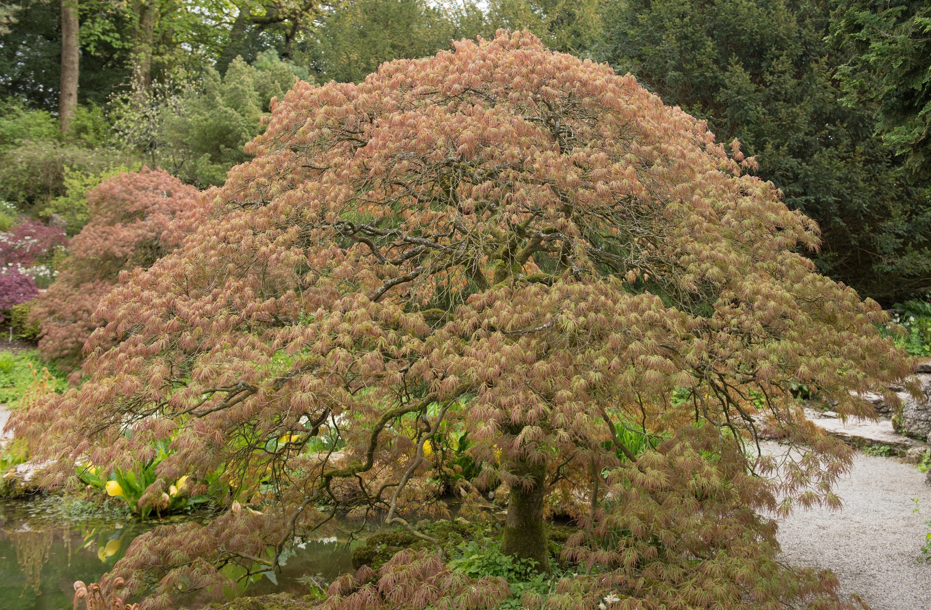 10 WEEPING LACELEAF MAPLE Japanese Acer Palmatum Dissectum Green Yellow Red Tree Seeds - Image 10