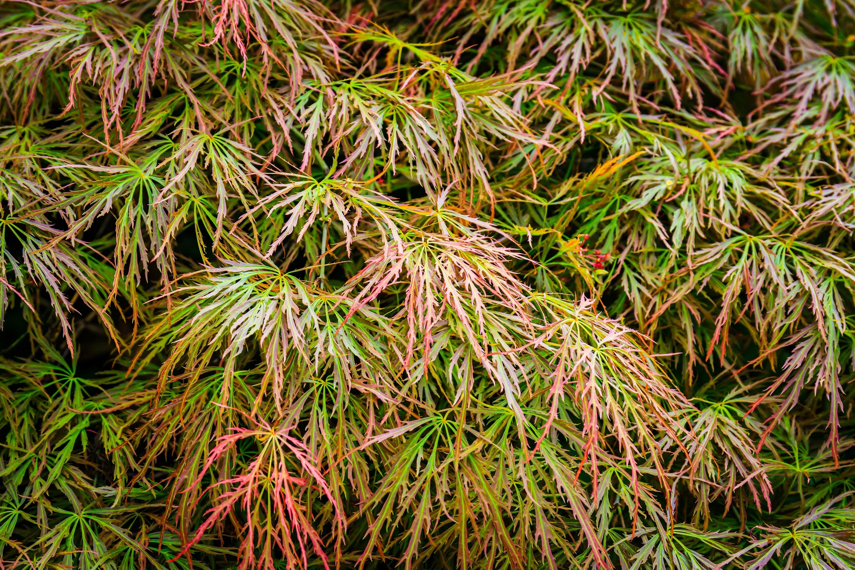10 WEEPING LACELEAF MAPLE Japanese Acer Palmatum Dissectum Green Yellow Red Tree Seeds - Image 11