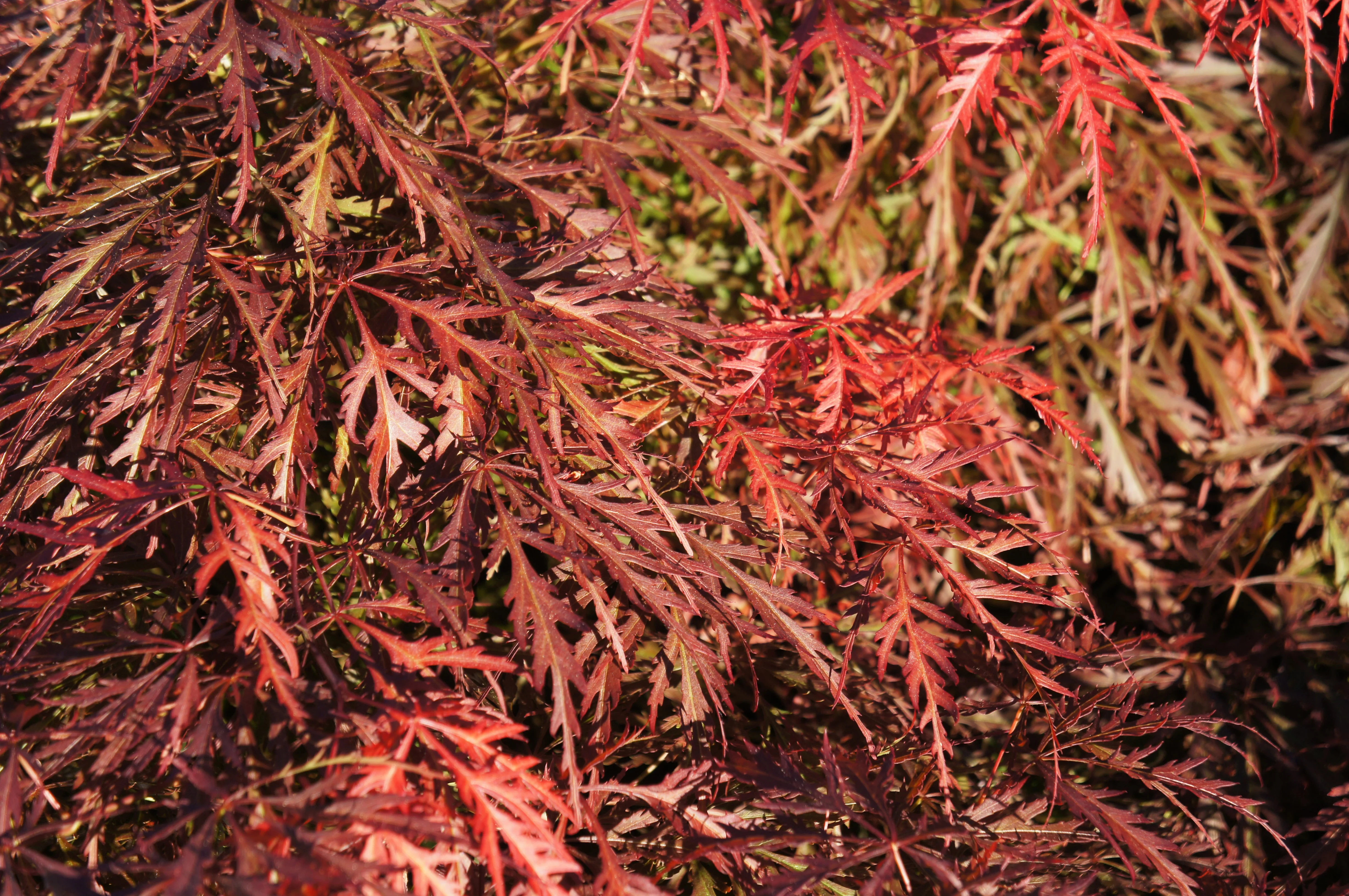 10 WEEPING LACELEAF MAPLE Japanese Acer Palmatum Dissectum Green Yellow Red Tree Seeds - Image 12