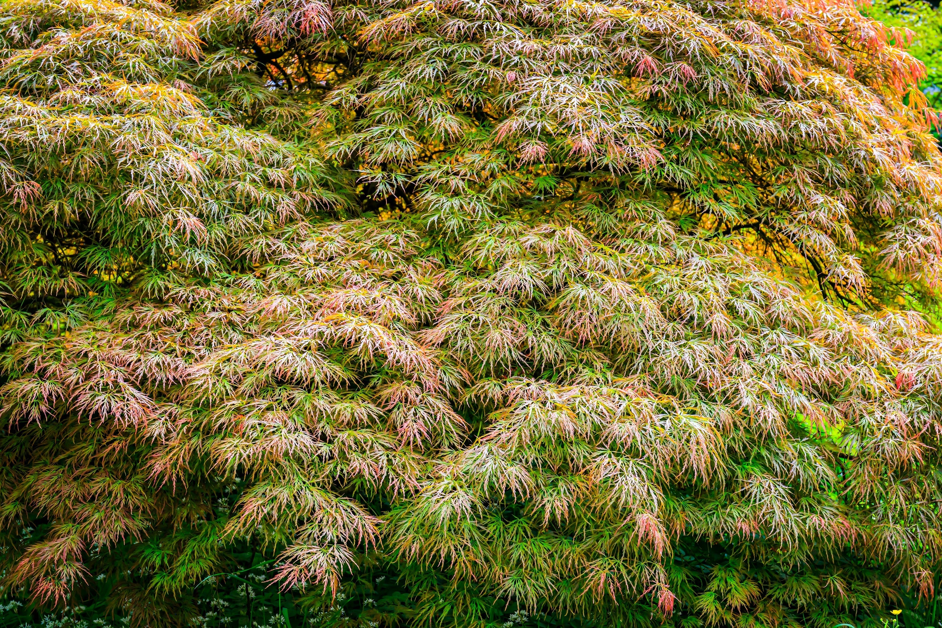 10 WEEPING LACELEAF MAPLE Japanese Acer Palmatum Dissectum Green Yellow Red Tree Seeds - Image 13