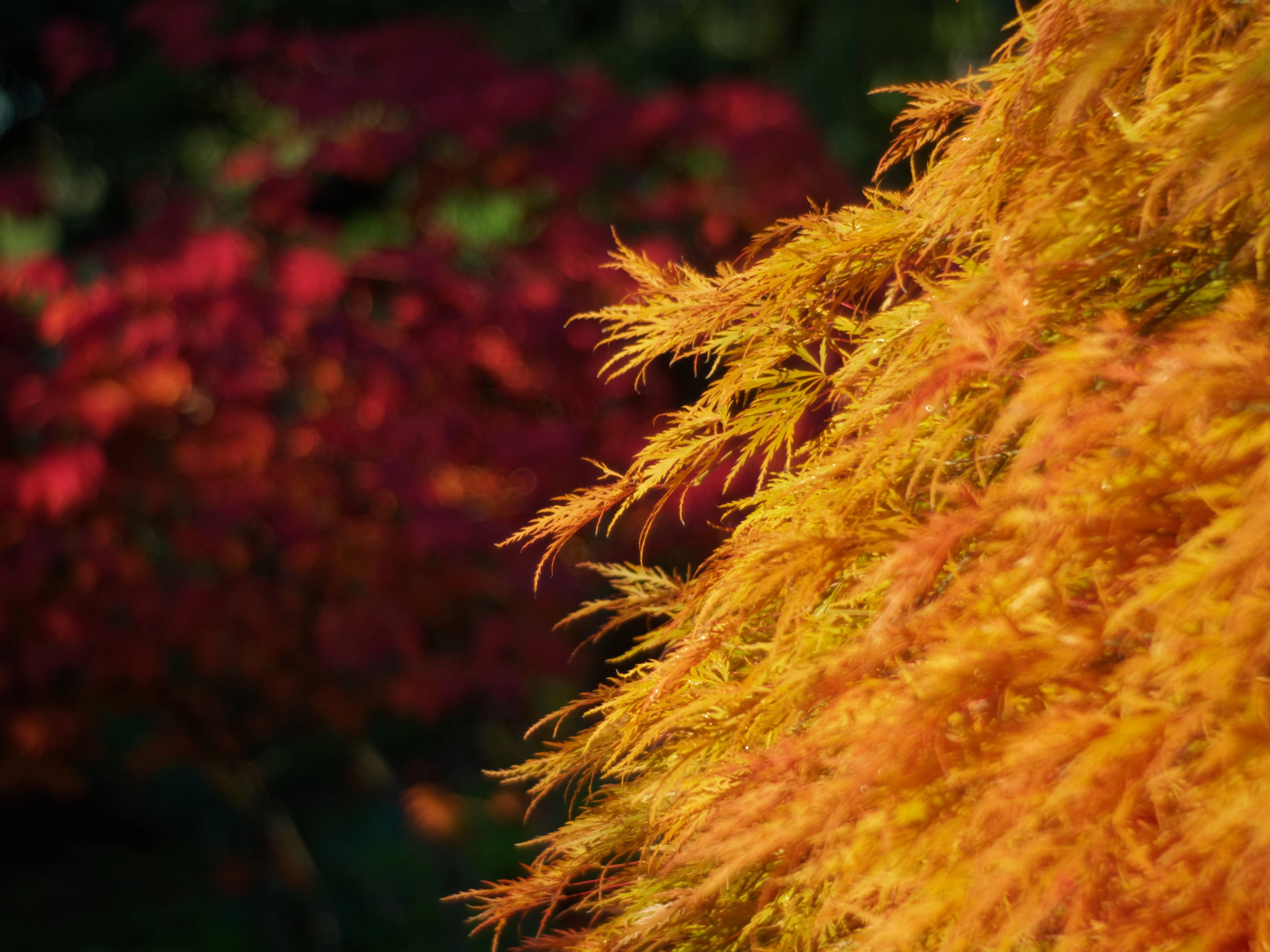 10 WEEPING LACELEAF MAPLE Japanese Acer Palmatum Dissectum Green Yellow Red Tree Seeds - Image 2