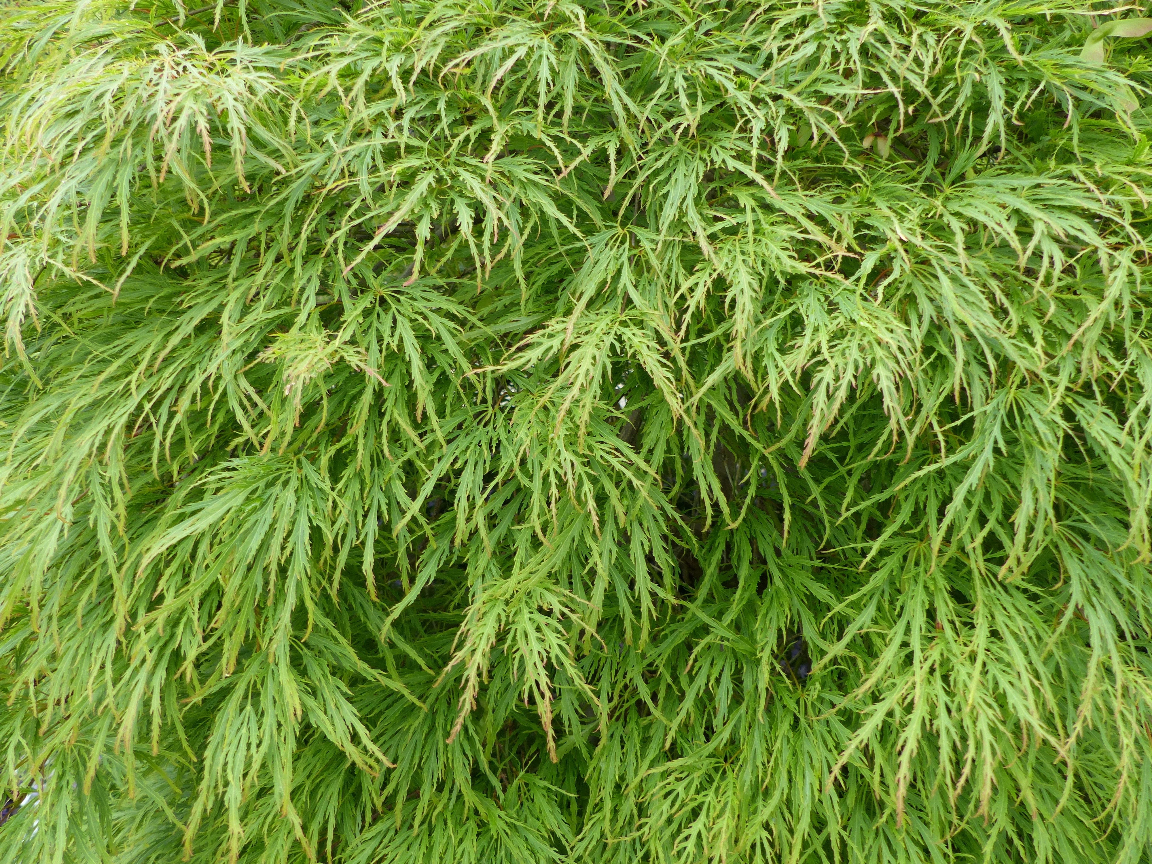 10 WEEPING LACELEAF MAPLE Japanese Acer Palmatum Dissectum Green Yellow Red Tree Seeds - Image 3