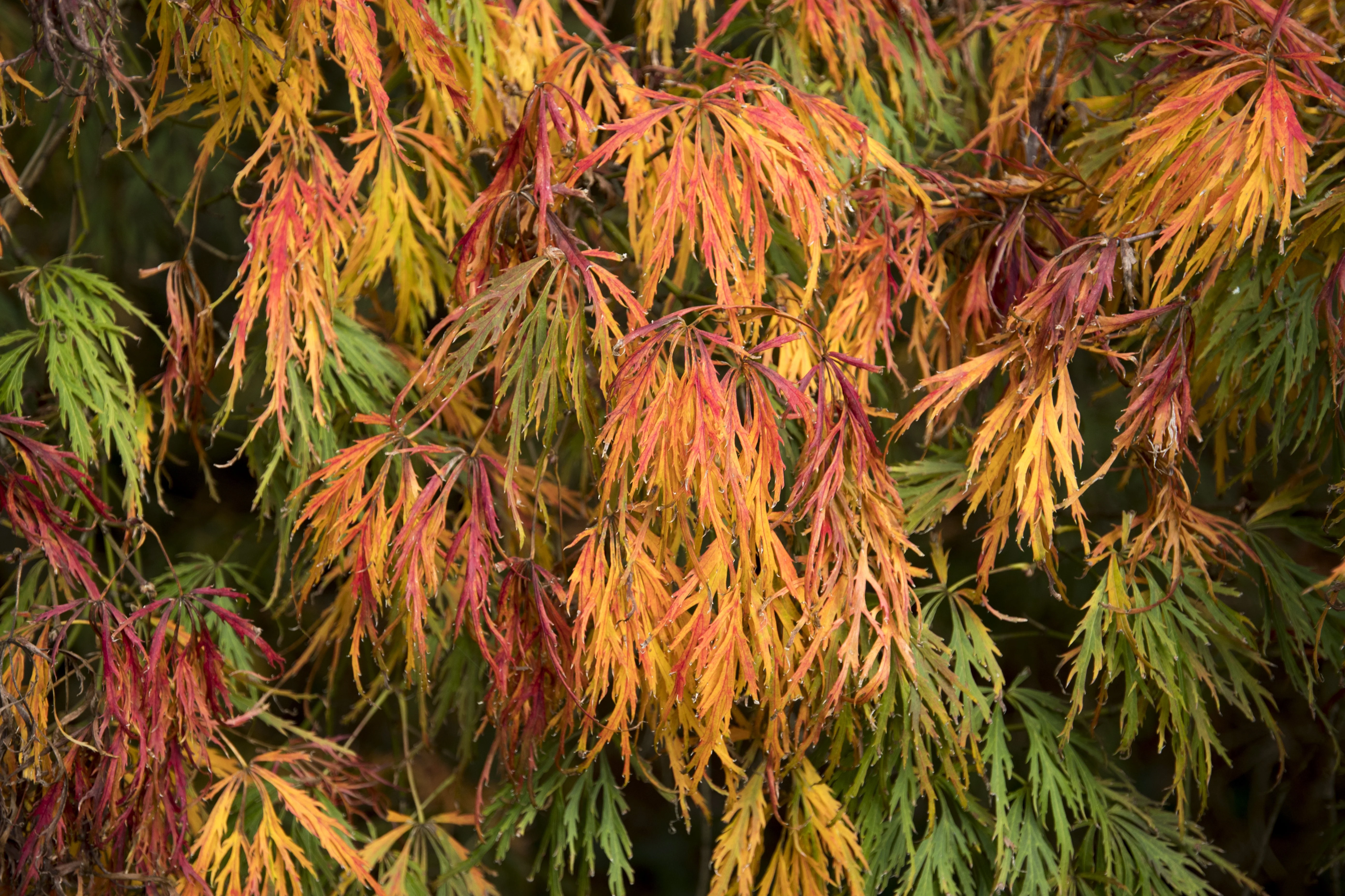 10 WEEPING LACELEAF MAPLE Japanese Acer Palmatum Dissectum Green Yellow Red Tree Seeds - Image 4