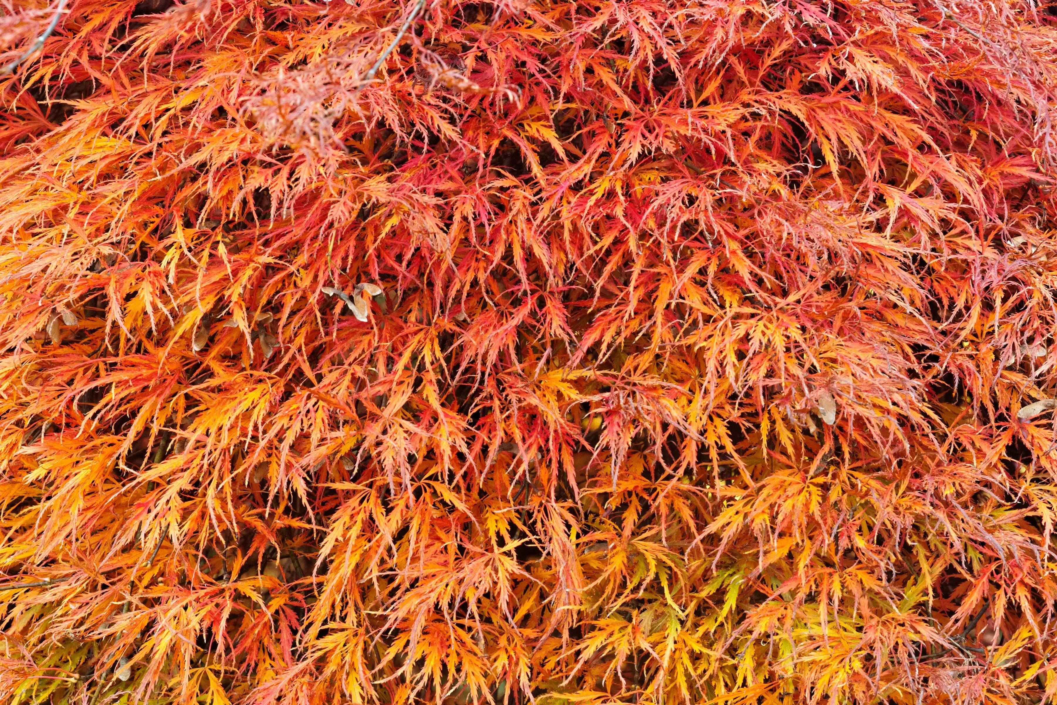 10 WEEPING LACELEAF MAPLE Japanese Acer Palmatum Dissectum Green Yellow Red Tree Seeds - Image 5