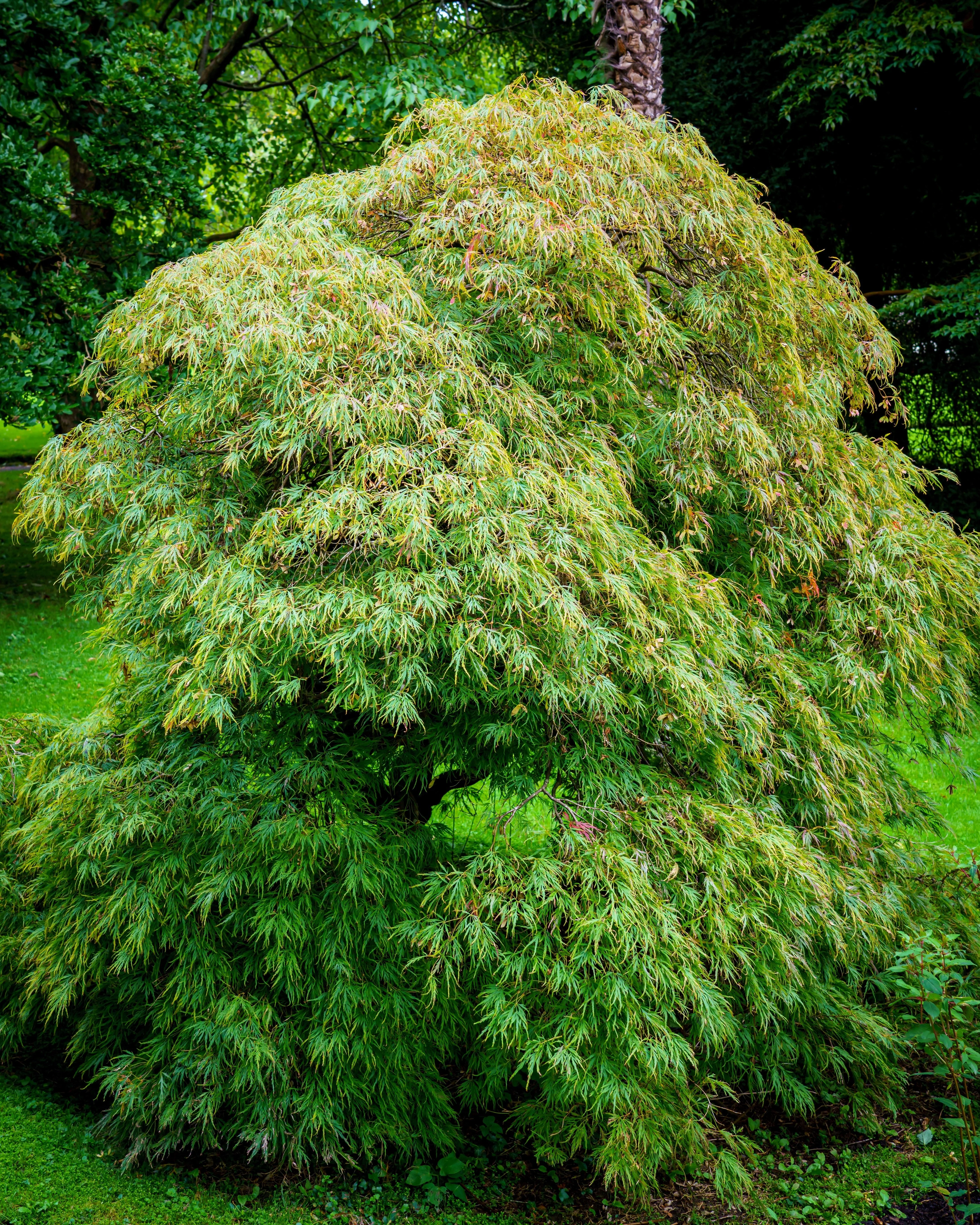 10 WEEPING LACELEAF MAPLE Japanese Acer Palmatum Dissectum Green Yellow Red Tree Seeds - Image 6