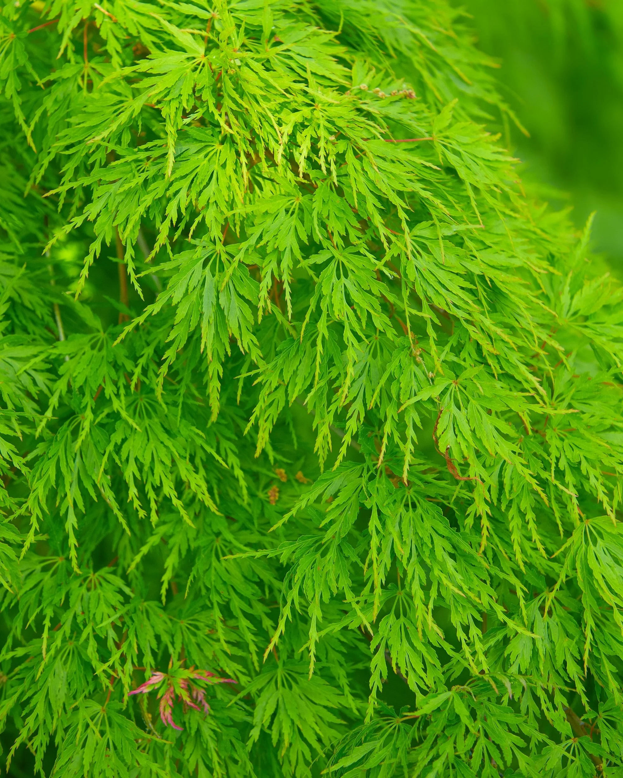 10 WEEPING LACELEAF MAPLE Japanese Acer Palmatum Dissectum Green Yellow Red Tree Seeds - Image 7