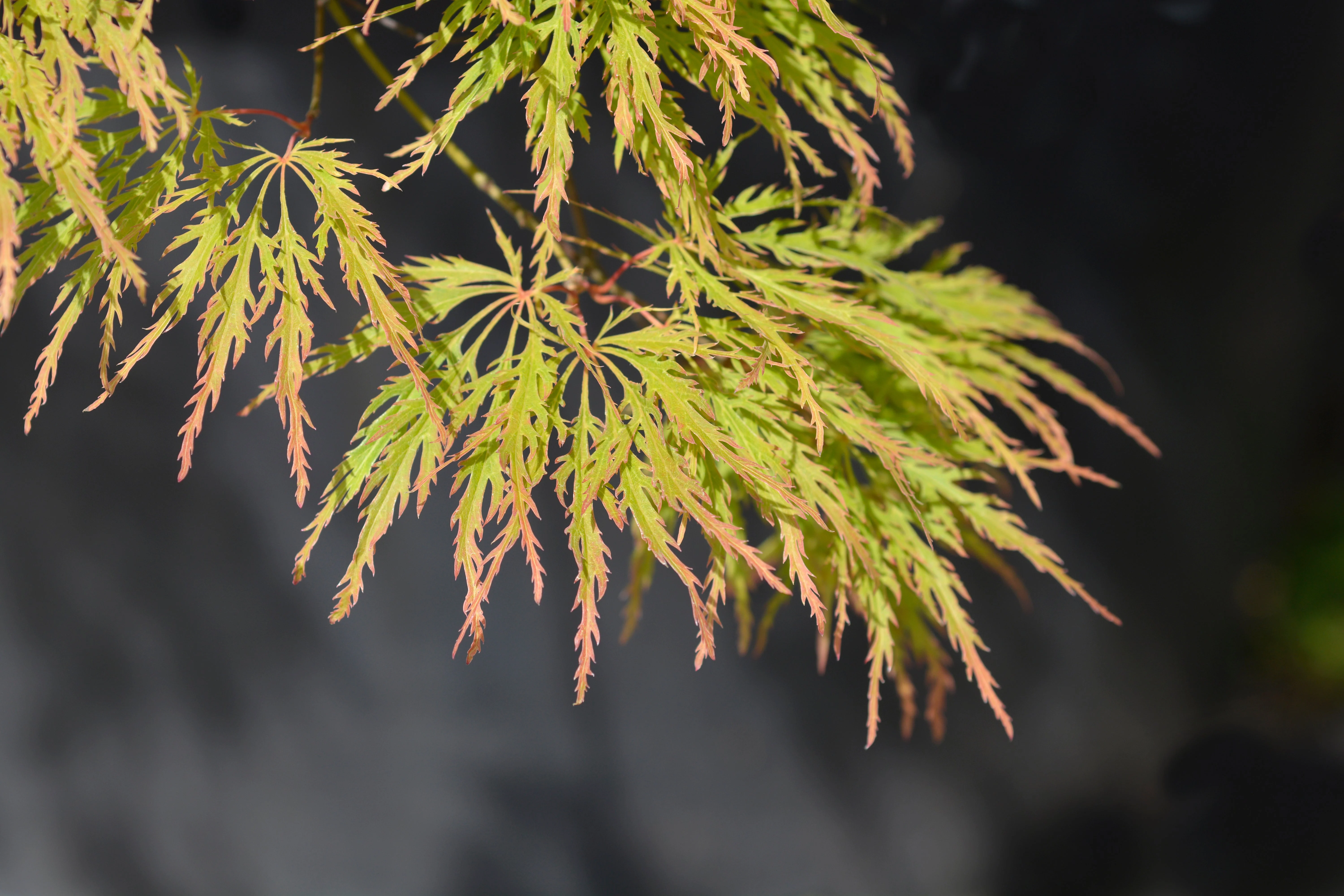 10 WEEPING LACELEAF MAPLE Japanese Acer Palmatum Dissectum Green Yellow Red Tree Seeds - Image 8