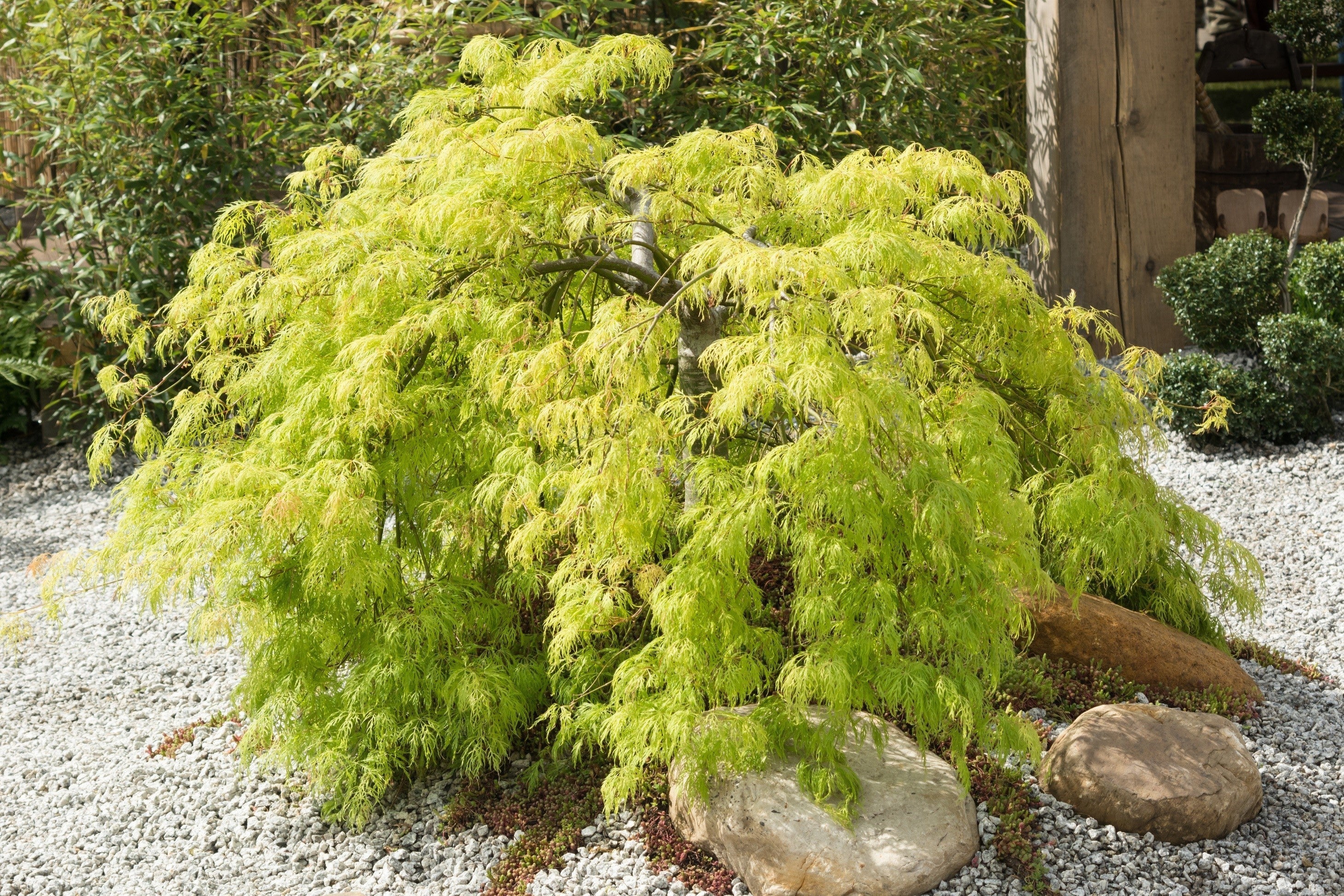 10 WEEPING LACELEAF MAPLE Japanese Acer Palmatum Dissectum Green Yellow Red Tree Seeds - Image 9