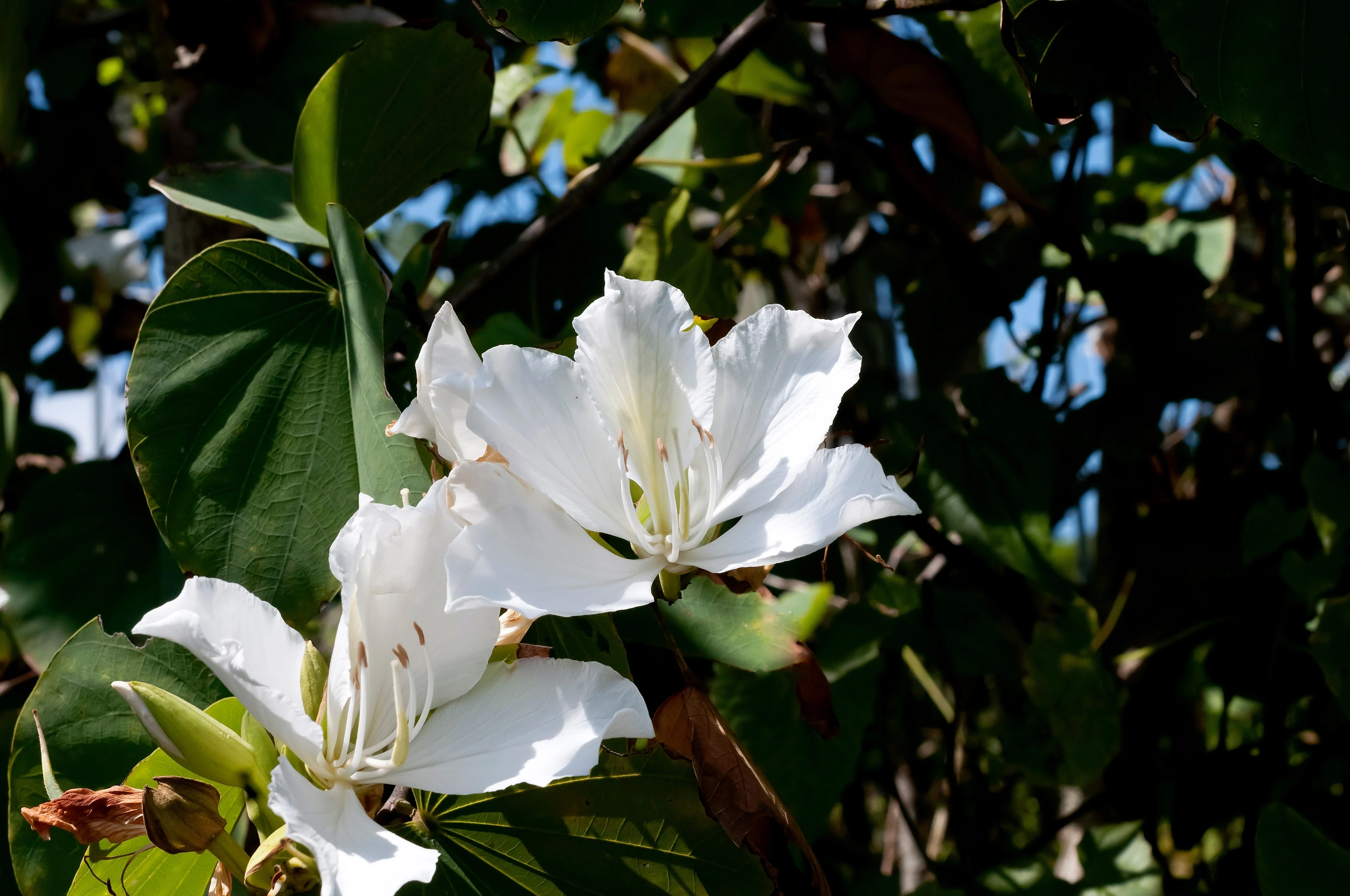 10 WHITE ORCHID TREE Bauhinia Alba syn Variegata Candida Hawaiian Mountain Ebony Camel's Foot Butterfly Flower Tree Hummingbird Seed - Image 10