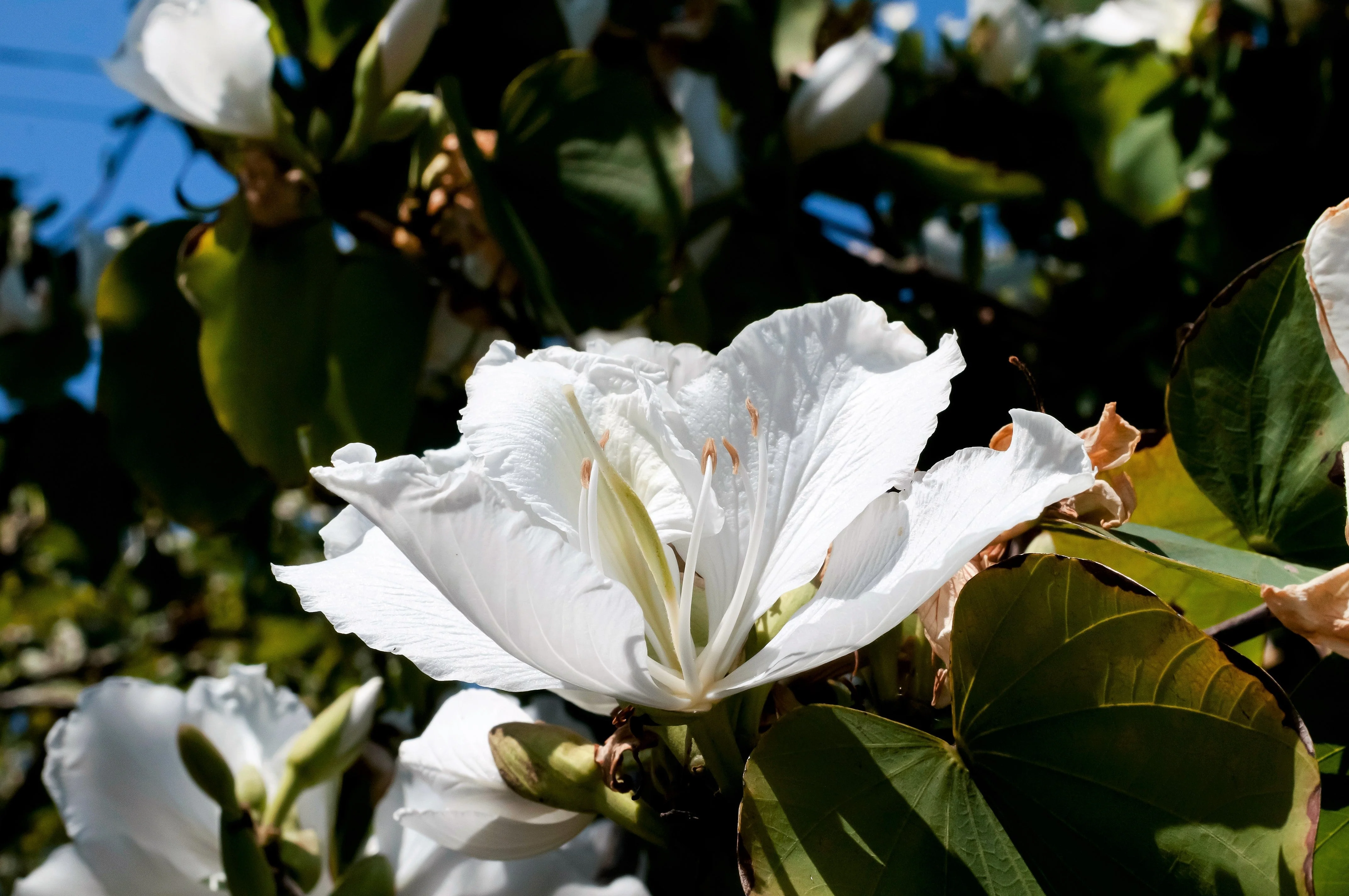 10 WHITE ORCHID TREE Bauhinia Alba syn Variegata Candida Hawaiian Mountain Ebony Camel's Foot Butterfly Flower Tree Hummingbird Seed - Image 11