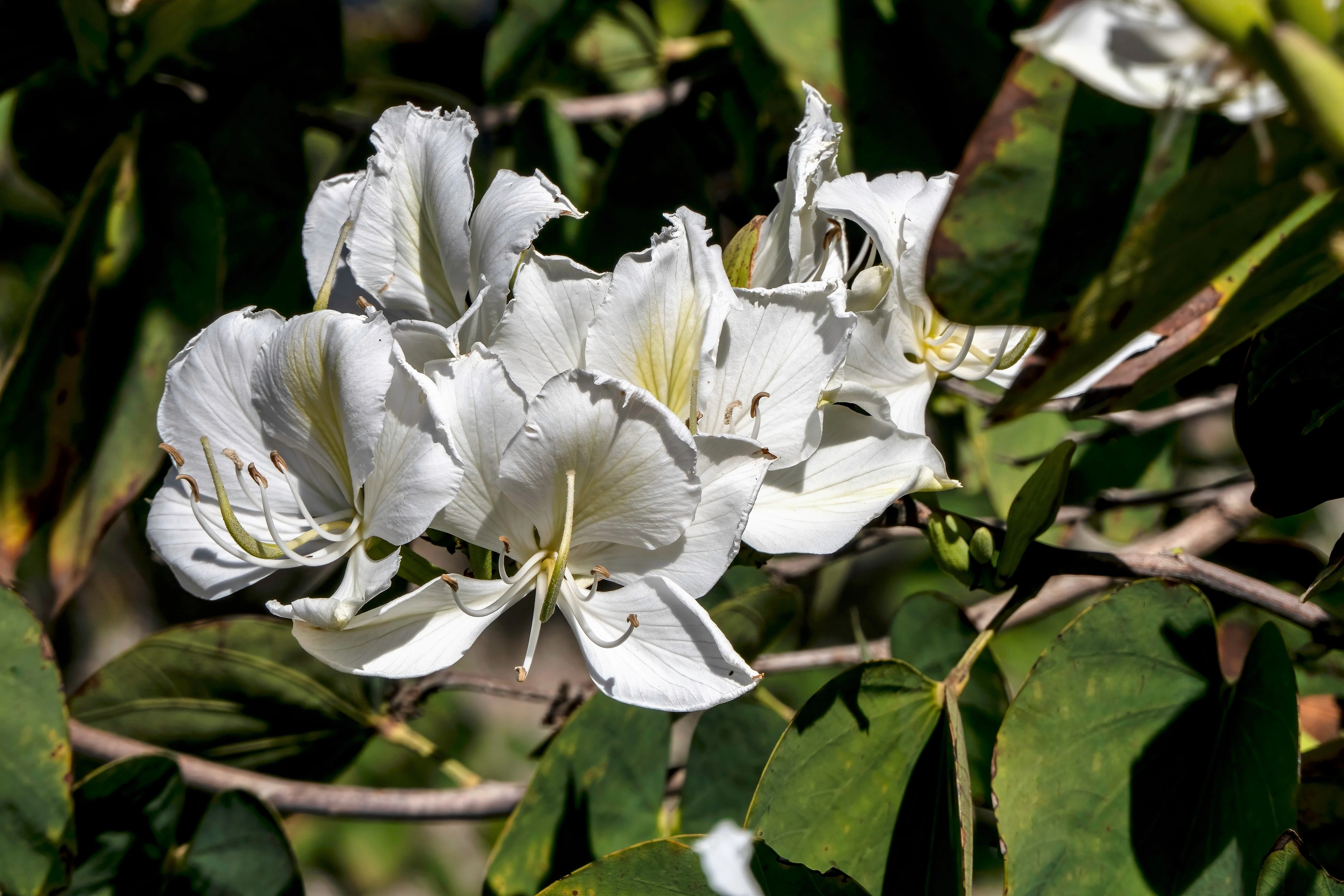 10 WHITE ORCHID TREE Bauhinia Alba syn Variegata Candida Hawaiian Mountain Ebony Camel's Foot Butterfly Flower Tree Hummingbird Seed - Image 4