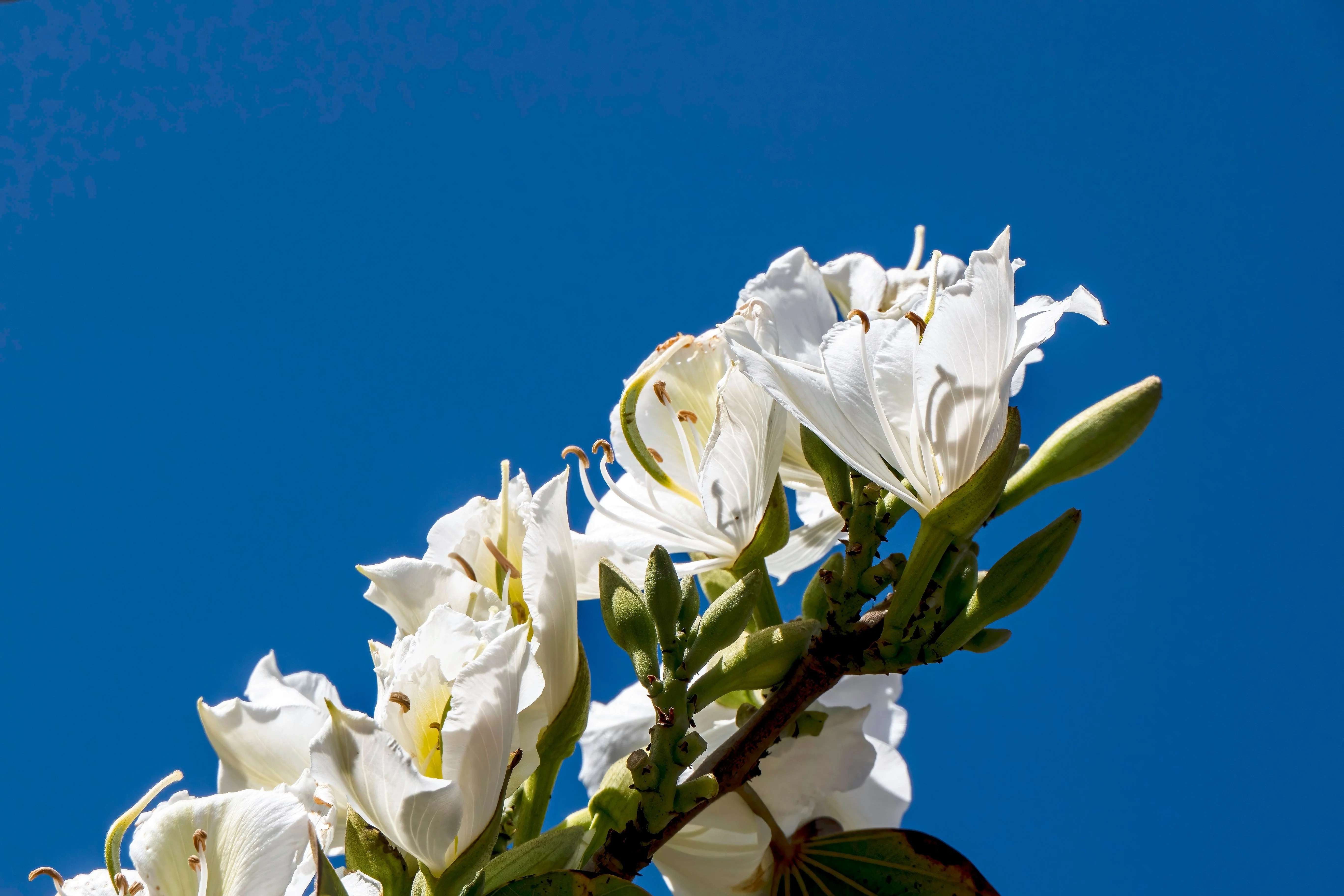10 WHITE ORCHID TREE Bauhinia Alba syn Variegata Candida Hawaiian Mountain Ebony Camel's Foot Butterfly Flower Tree Hummingbird Seed - Image 5
