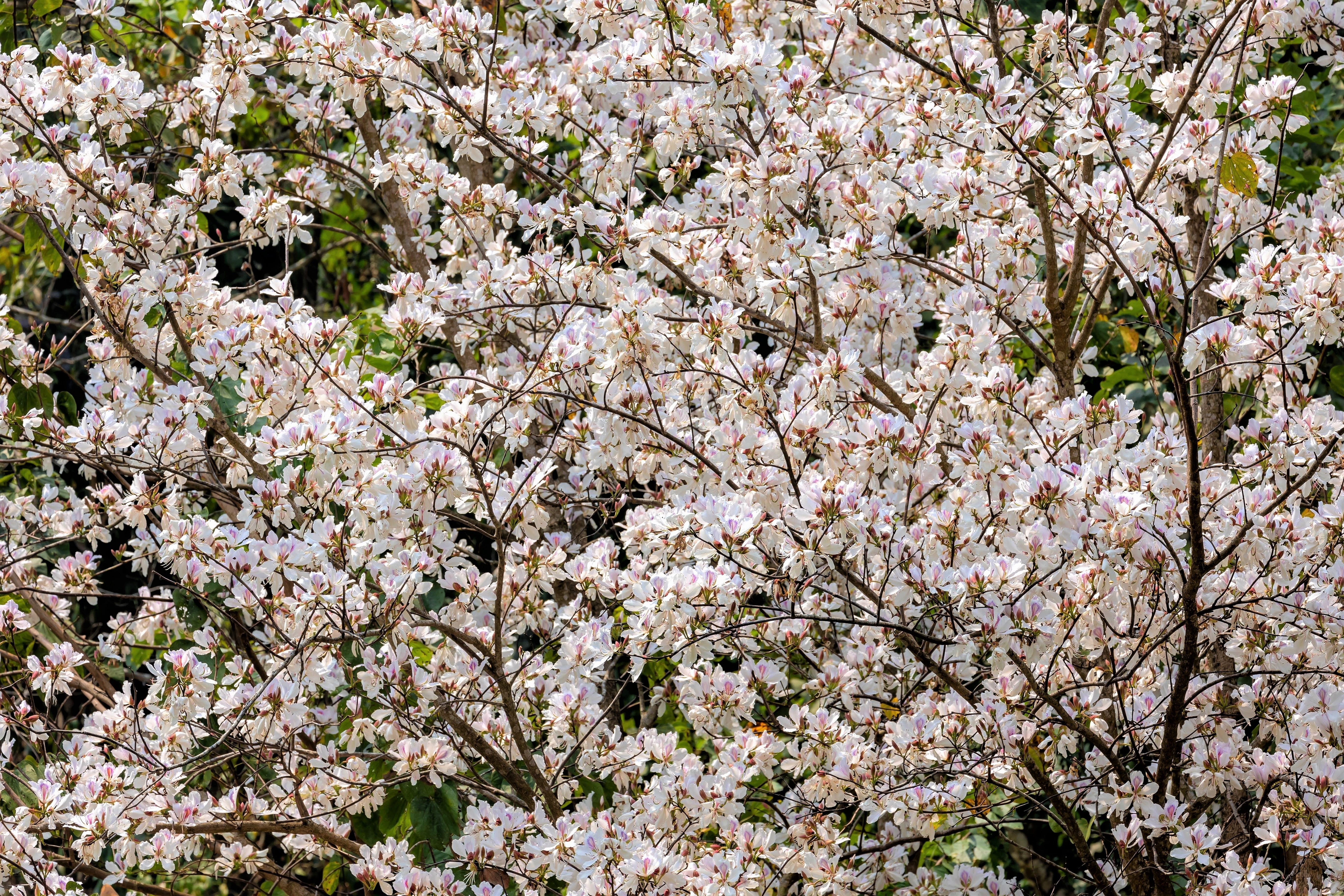 10 WHITE ORCHID TREE Bauhinia Alba syn Variegata Candida Hawaiian Mountain Ebony Camel's Foot Butterfly Flower Tree Hummingbird Seed - Image 6