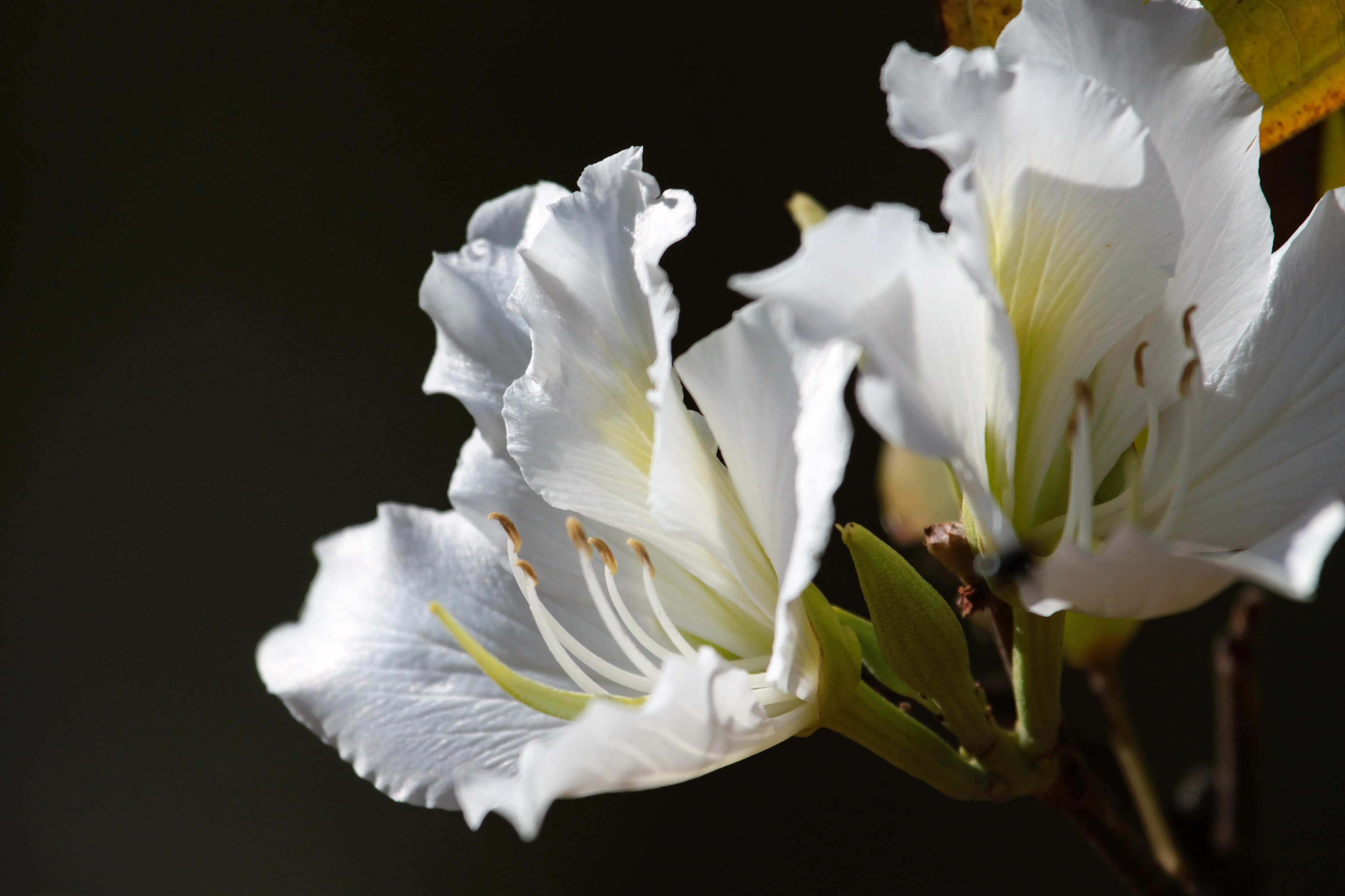 10 WHITE ORCHID TREE Bauhinia Alba syn Variegata Candida Hawaiian Mountain Ebony Camel's Foot Butterfly Flower Tree Hummingbird Seed - Image 8