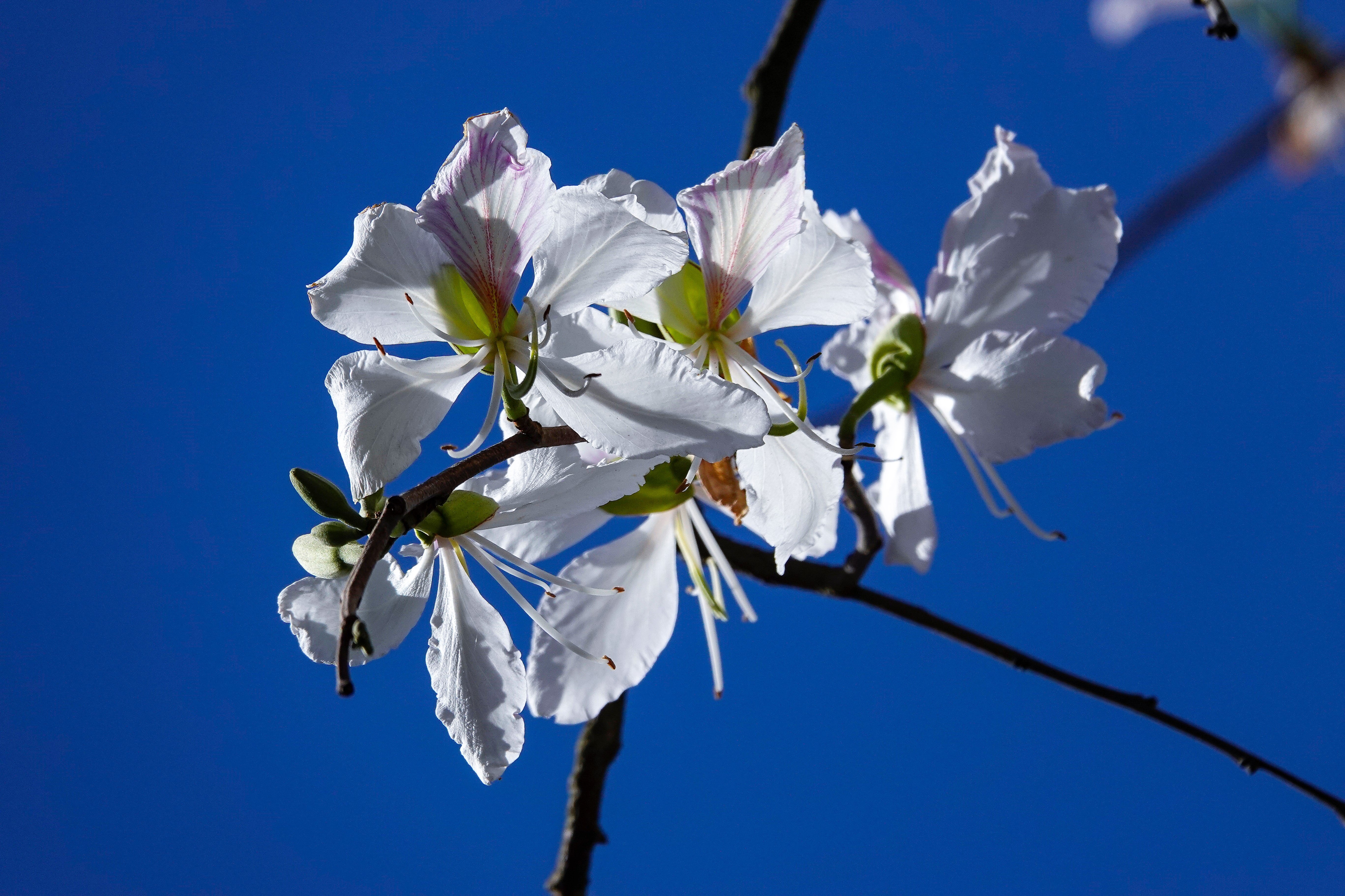 10 WHITE ORCHID TREE Bauhinia Alba syn Variegata Candida Hawaiian Mountain Ebony Camel's Foot Butterfly Flower Tree Hummingbird Seed - Image 9