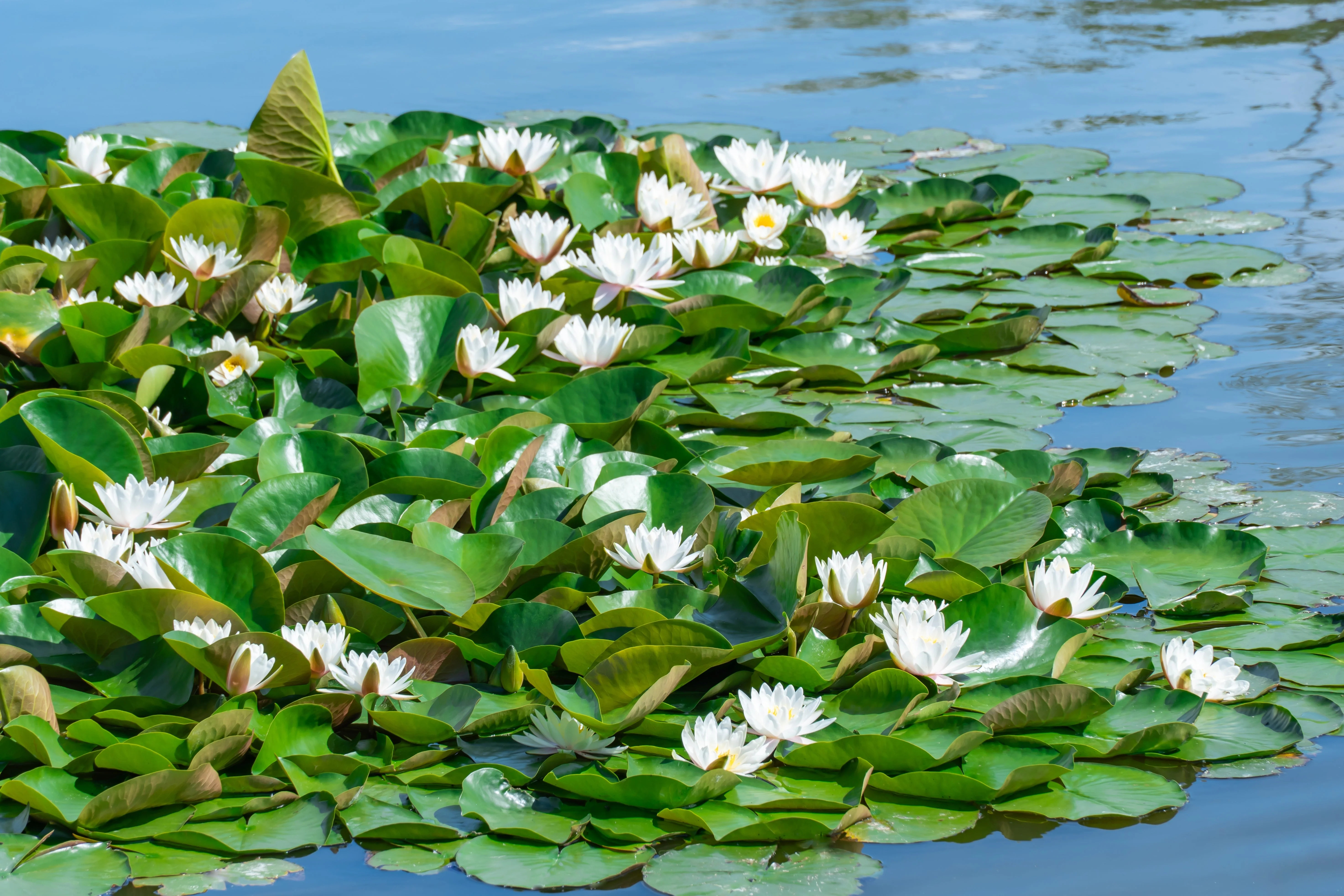 10 WHITE WATER LILY / Lily Pad / Sacred Asian Water Lotus Nymphaea Ampla Flower Seeds - Image 10