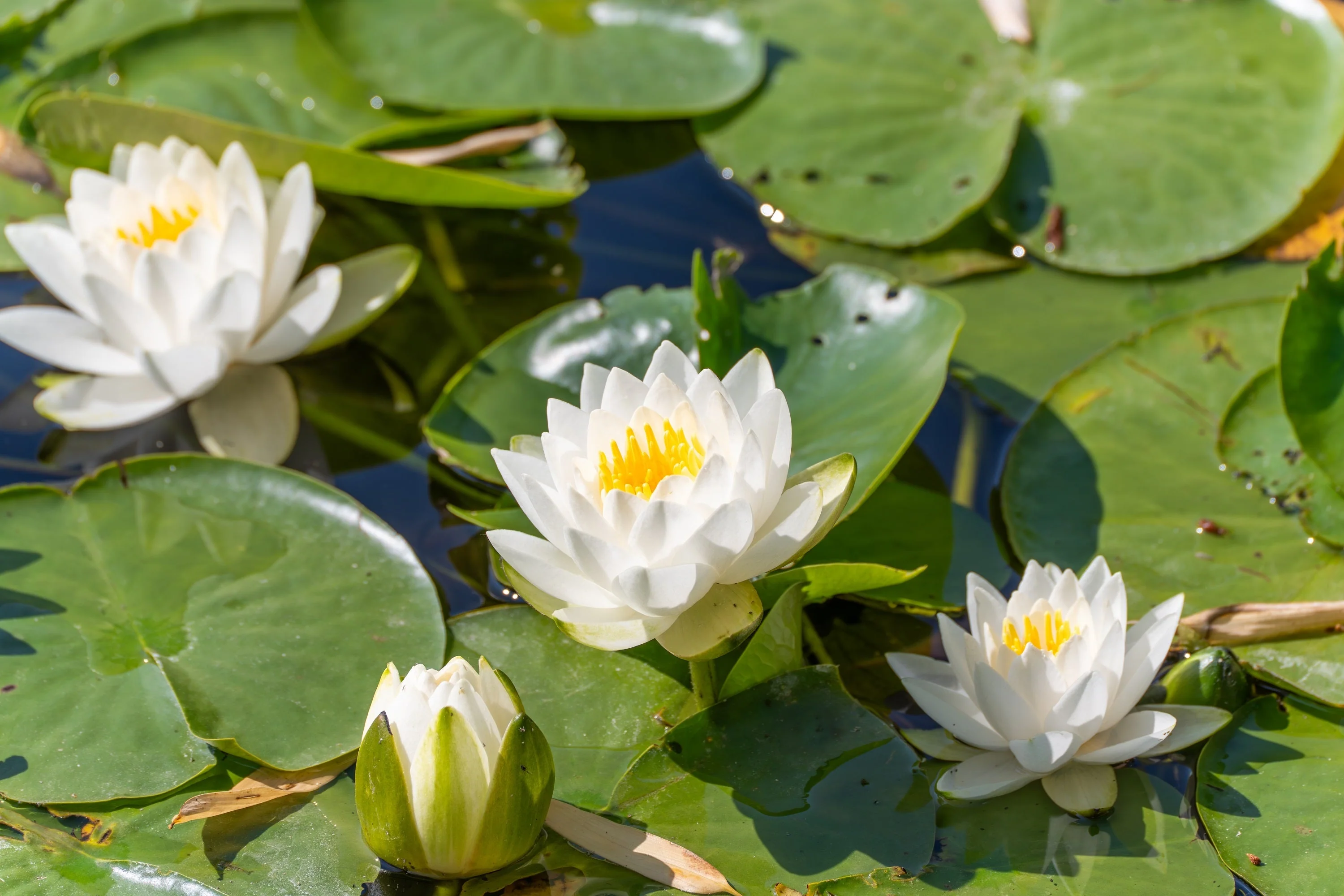 10 WHITE WATER LILY / Lily Pad / Sacred Asian Water Lotus Nymphaea Ampla Flower Seeds - Image 11