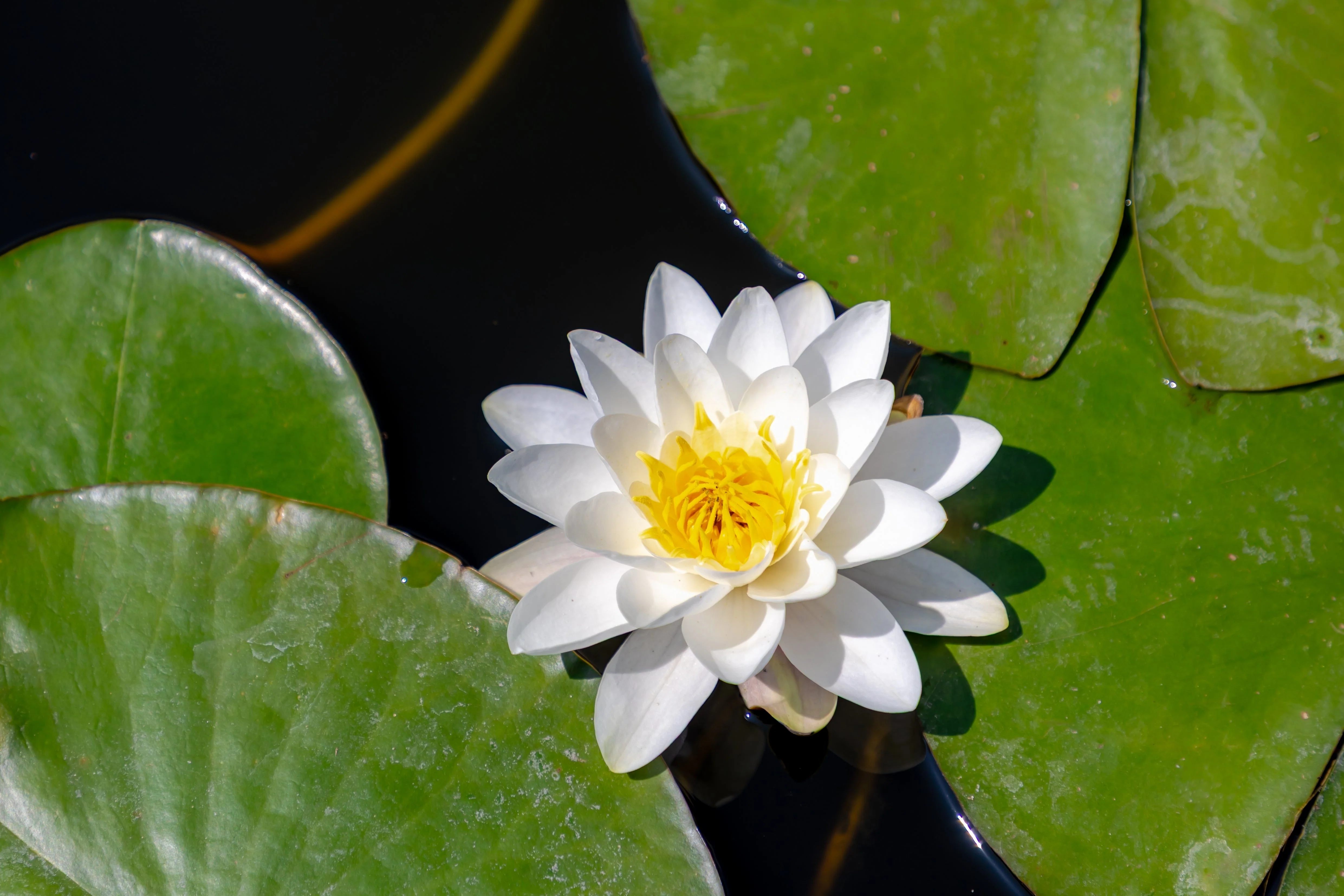 10 WHITE WATER LILY / Lily Pad / Sacred Asian Water Lotus Nymphaea Ampla Flower Seeds - Image 12