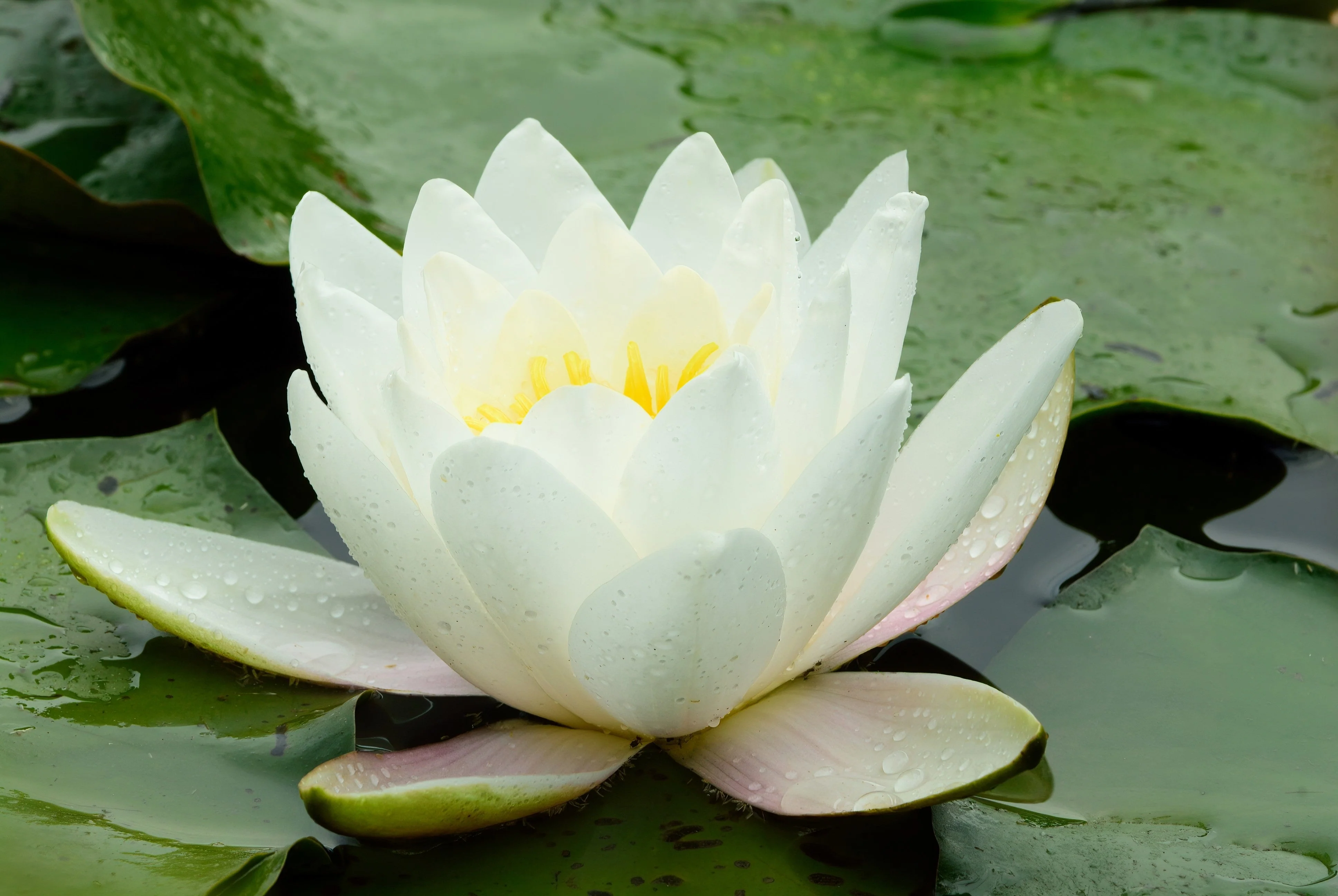 10 WHITE WATER LILY / Lily Pad / Sacred Asian Water Lotus Nymphaea Ampla Flower Seeds - Image 2