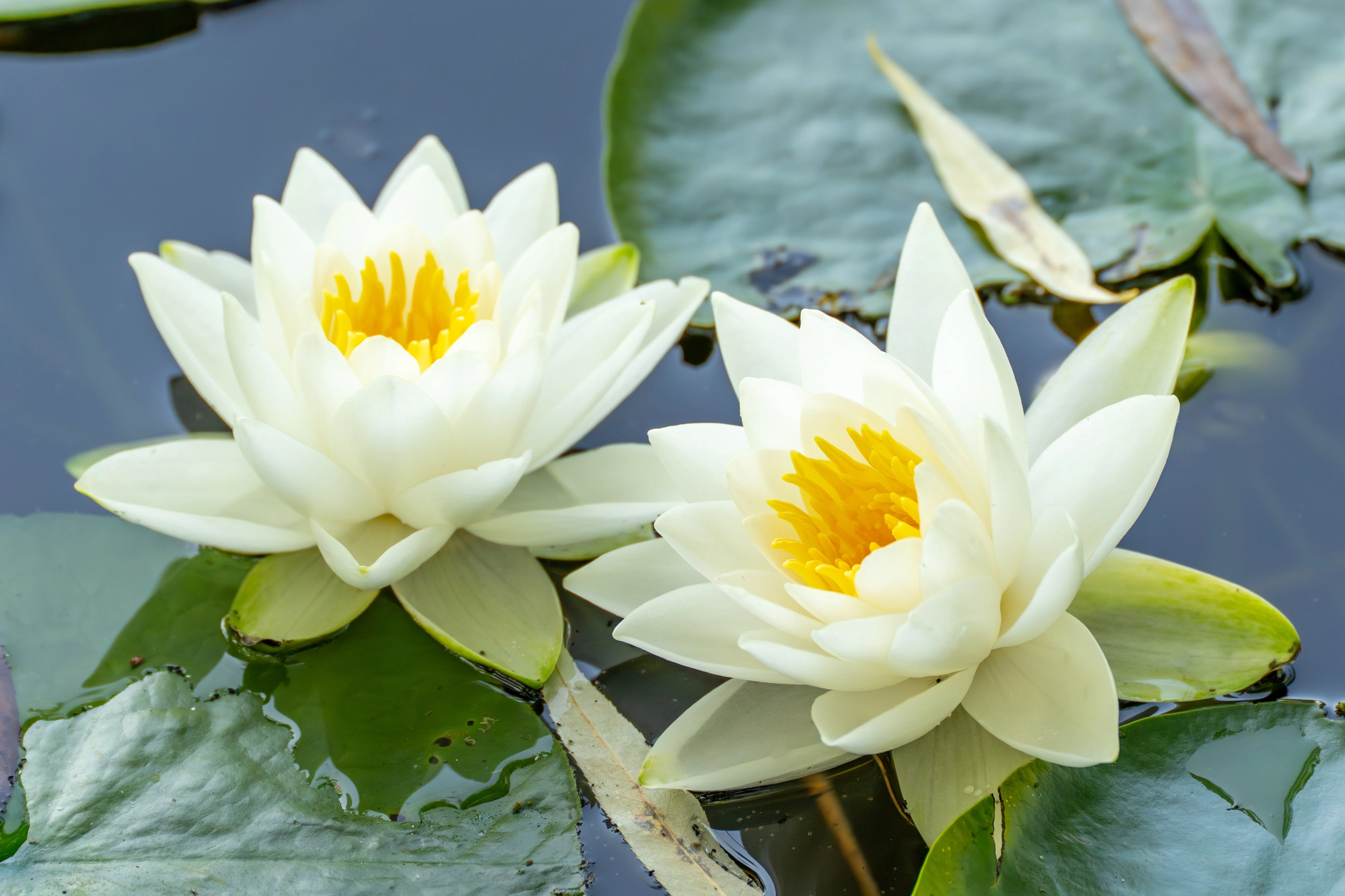 10 WHITE WATER LILY / Lily Pad / Sacred Asian Water Lotus Nymphaea Ampla Flower Seeds - Image 3