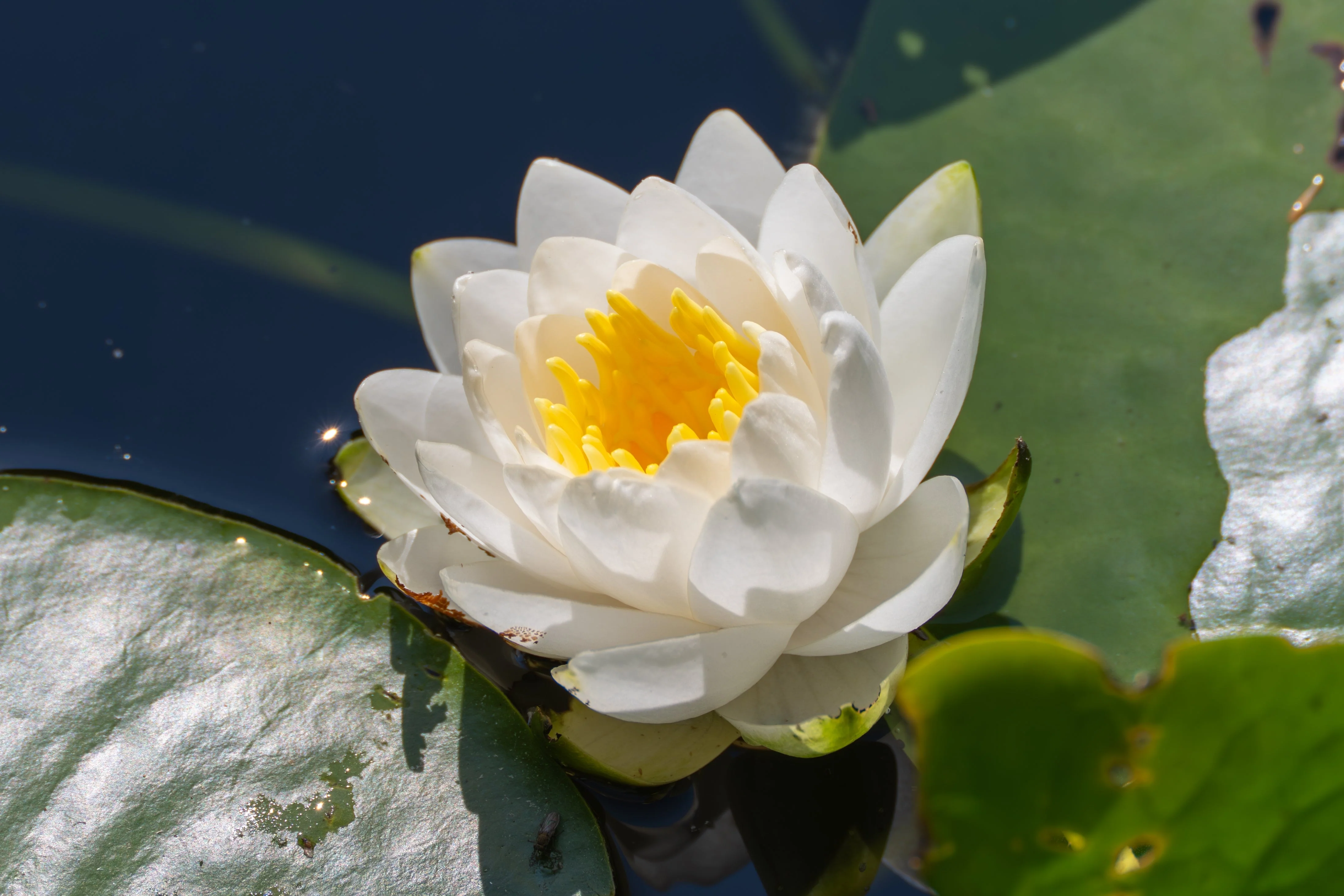 10 WHITE WATER LILY / Lily Pad / Sacred Asian Water Lotus Nymphaea Ampla Flower Seeds - Image 4