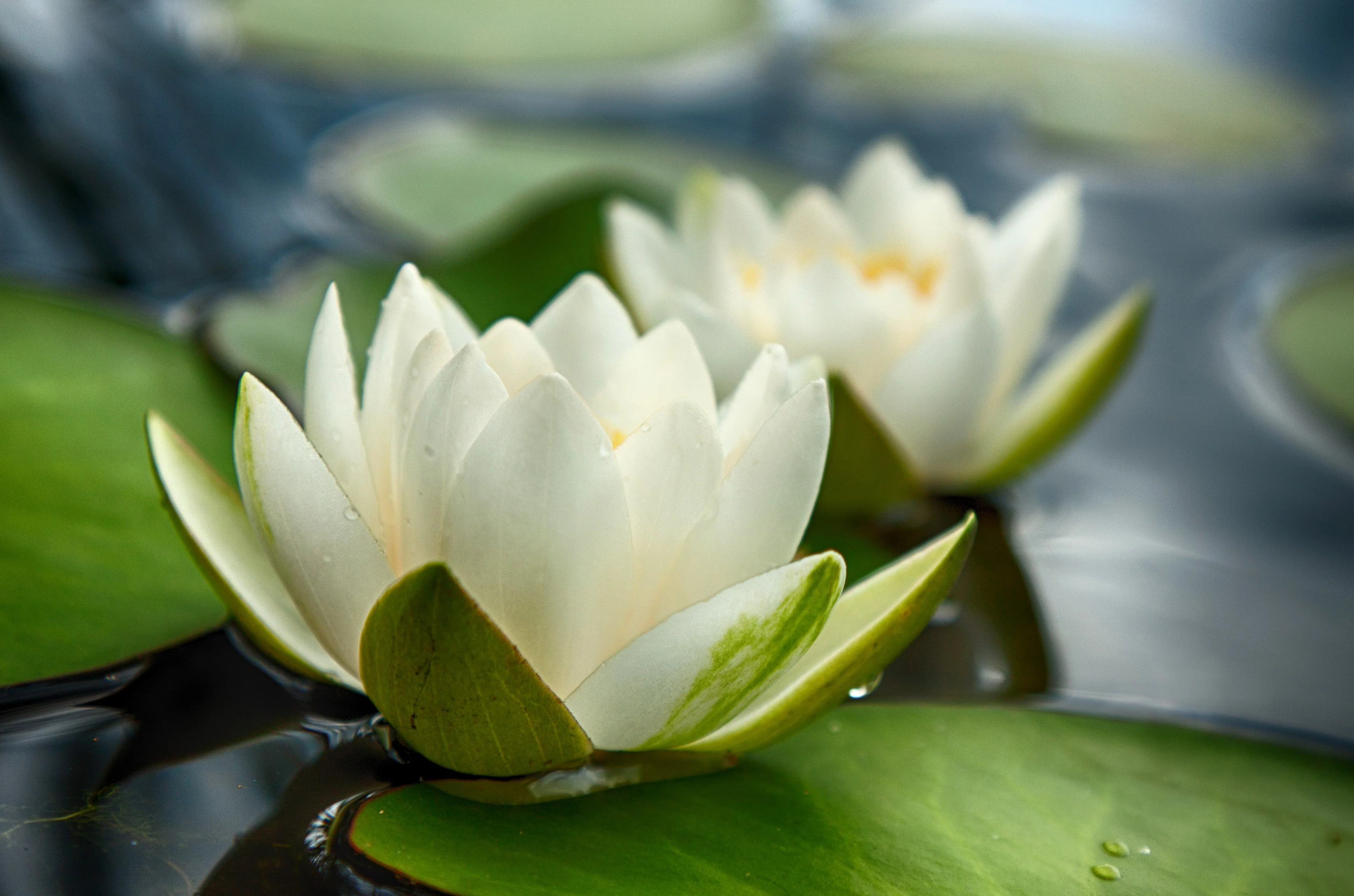 10 WHITE WATER LILY / Lily Pad / Sacred Asian Water Lotus Nymphaea Ampla Flower Seeds - Image 5